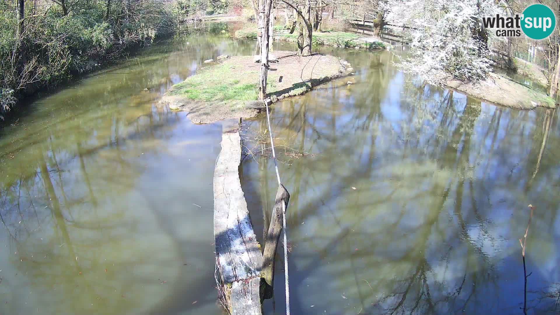 Navadni vari u živo – Ljubljana zoo