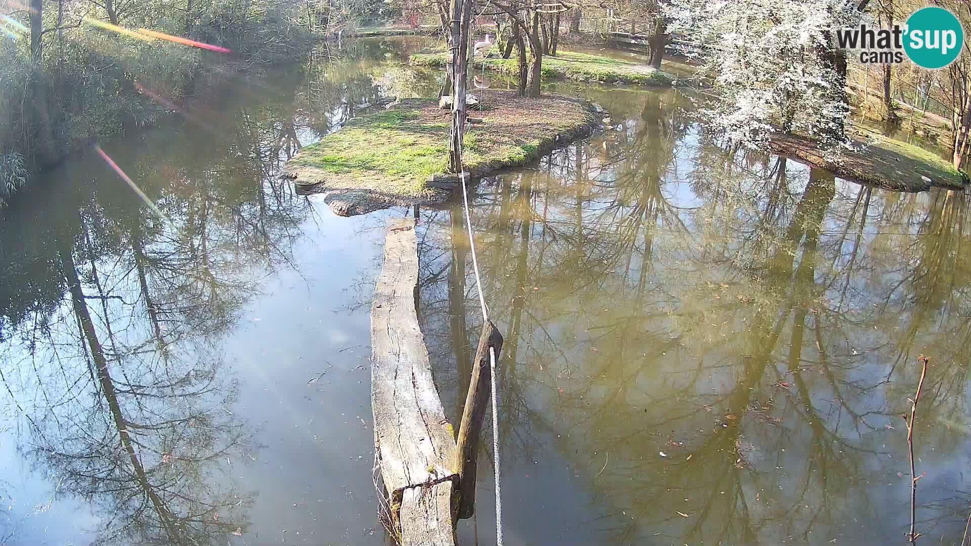 Schwarzweiße Vari Zoo Ljubljana webcam