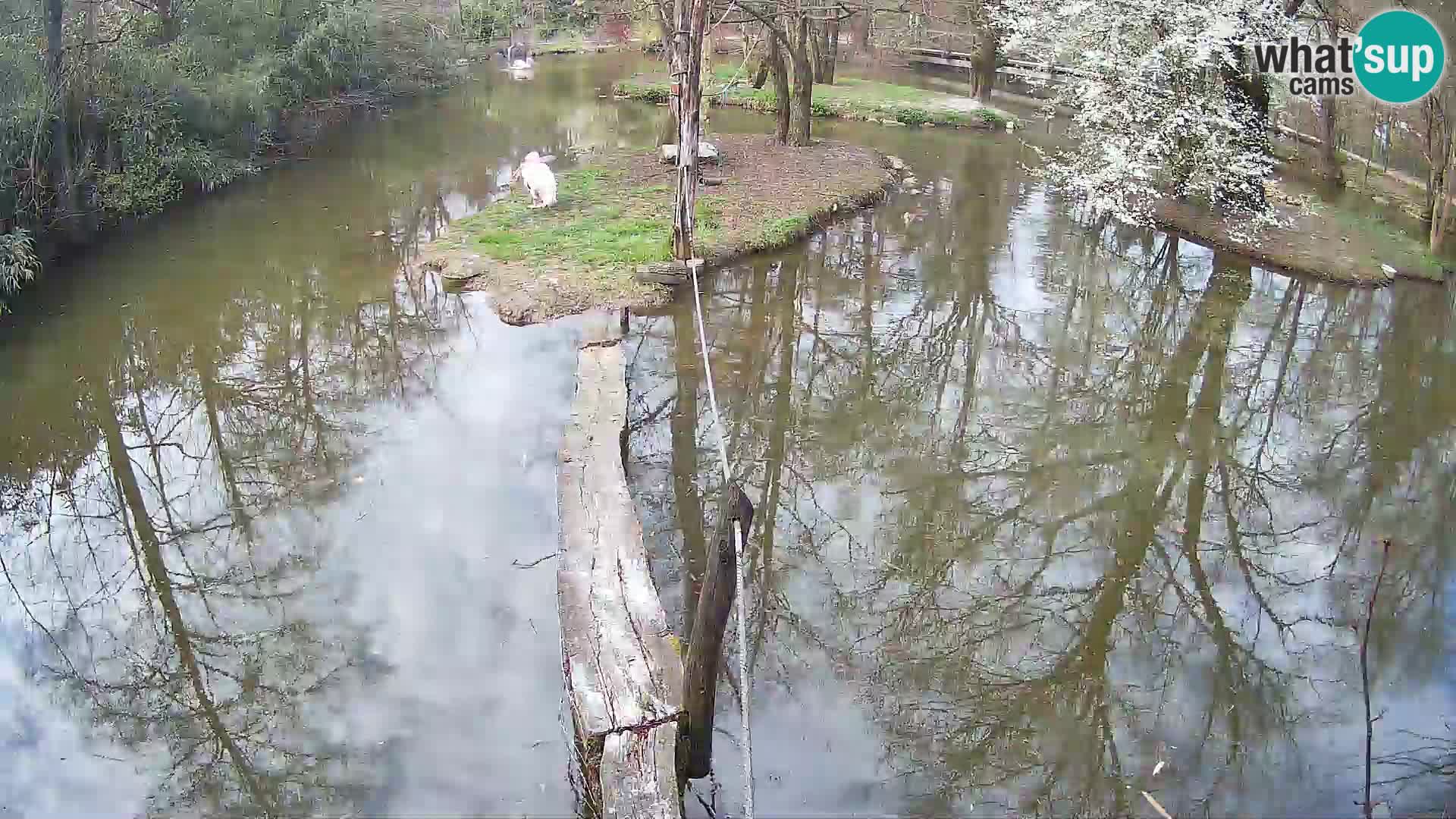 Schwarzweiße Vari Zoo Ljubljana webcam