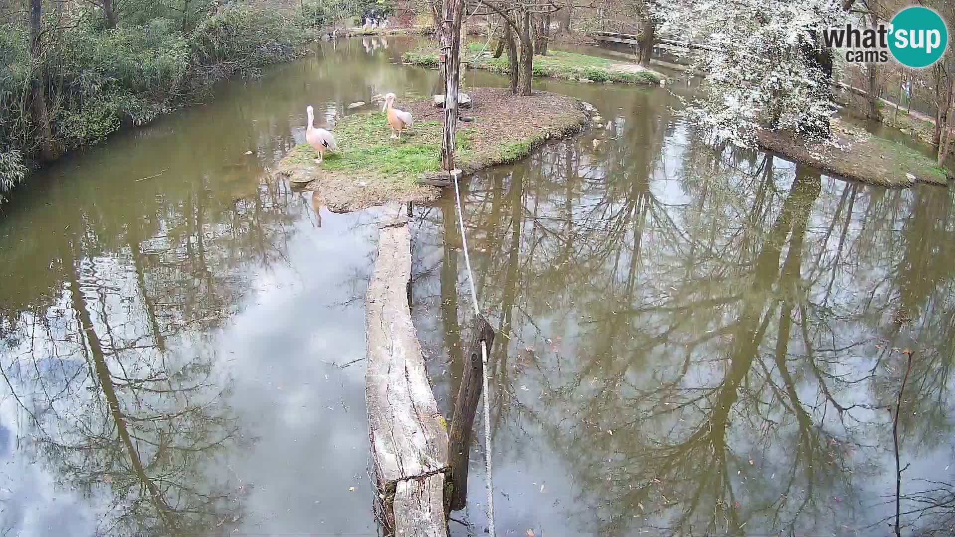 Schwarzweiße Vari Zoo Ljubljana webcam