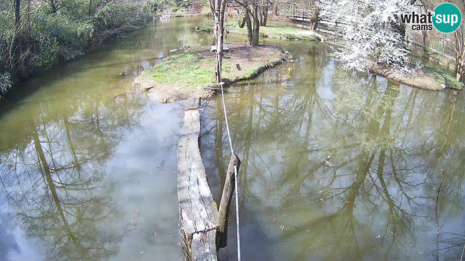 Navadni vari v živo – Ljubljana živalski vrt