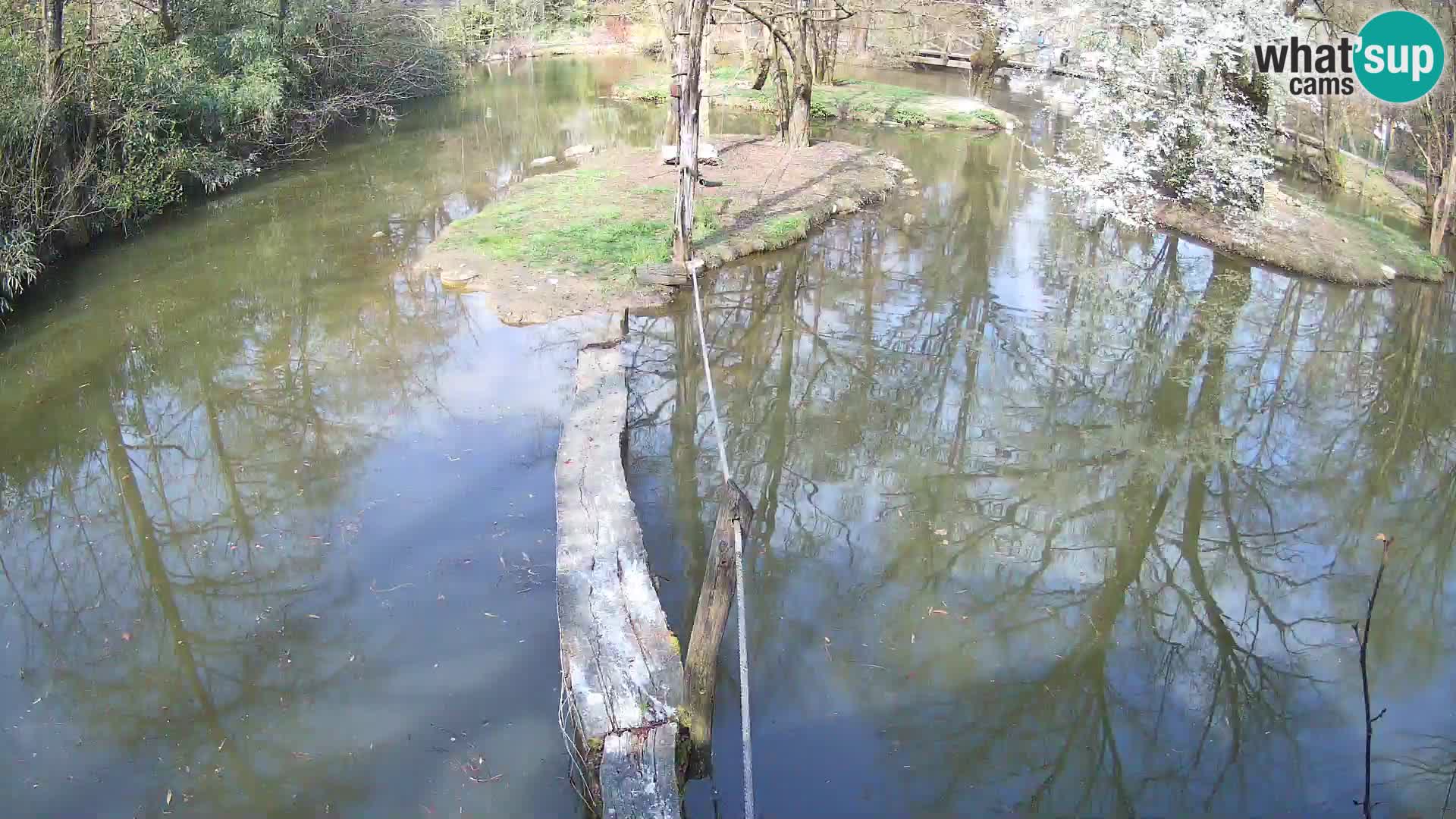 Schwarzweiße Vari Zoo Ljubljana webcam
