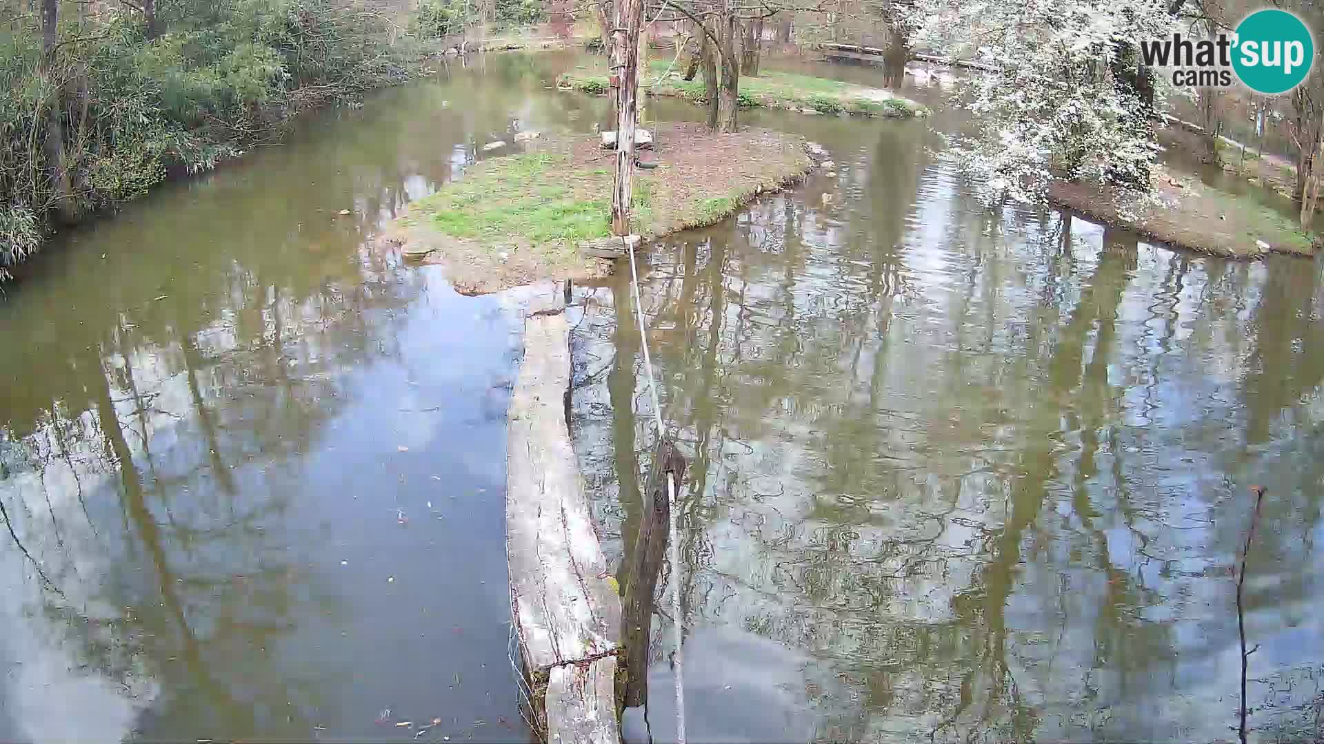 Schwarzweiße Vari Zoo Ljubljana webcam