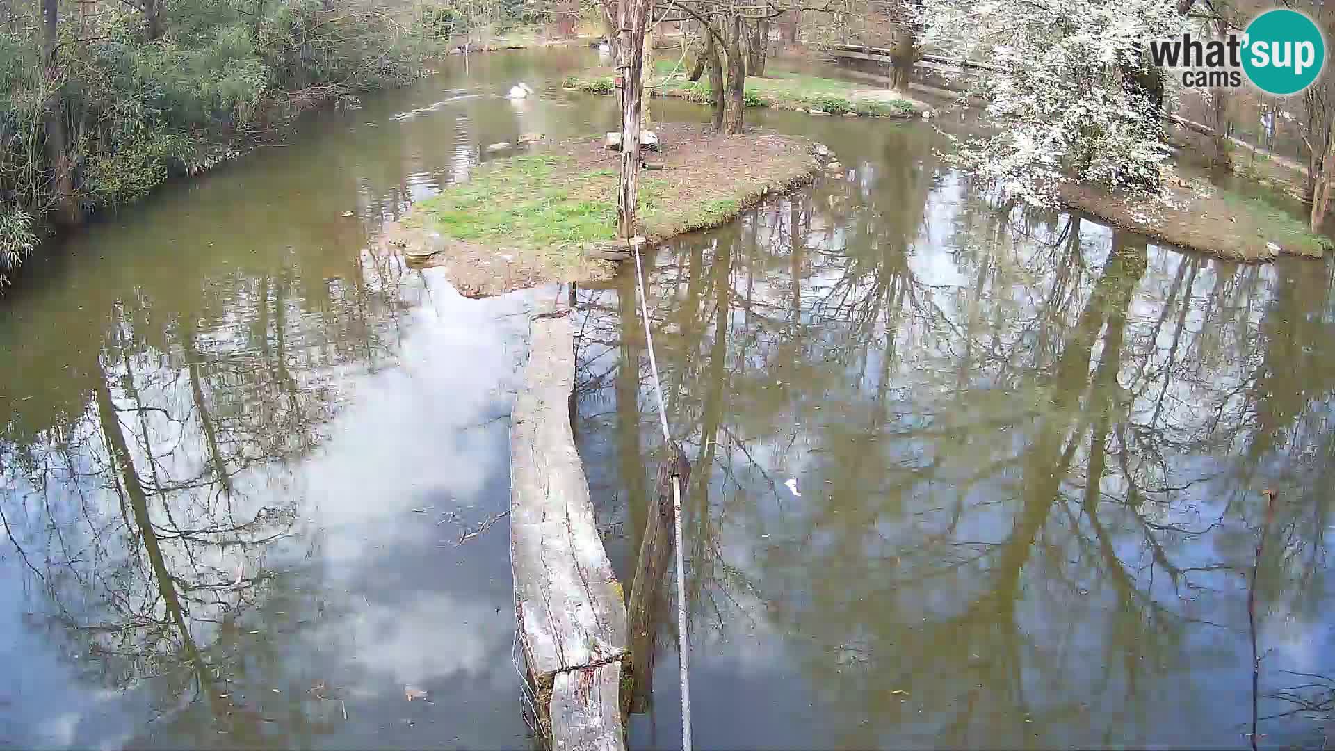 Vari bianconero Zoo Ljubljana webcam