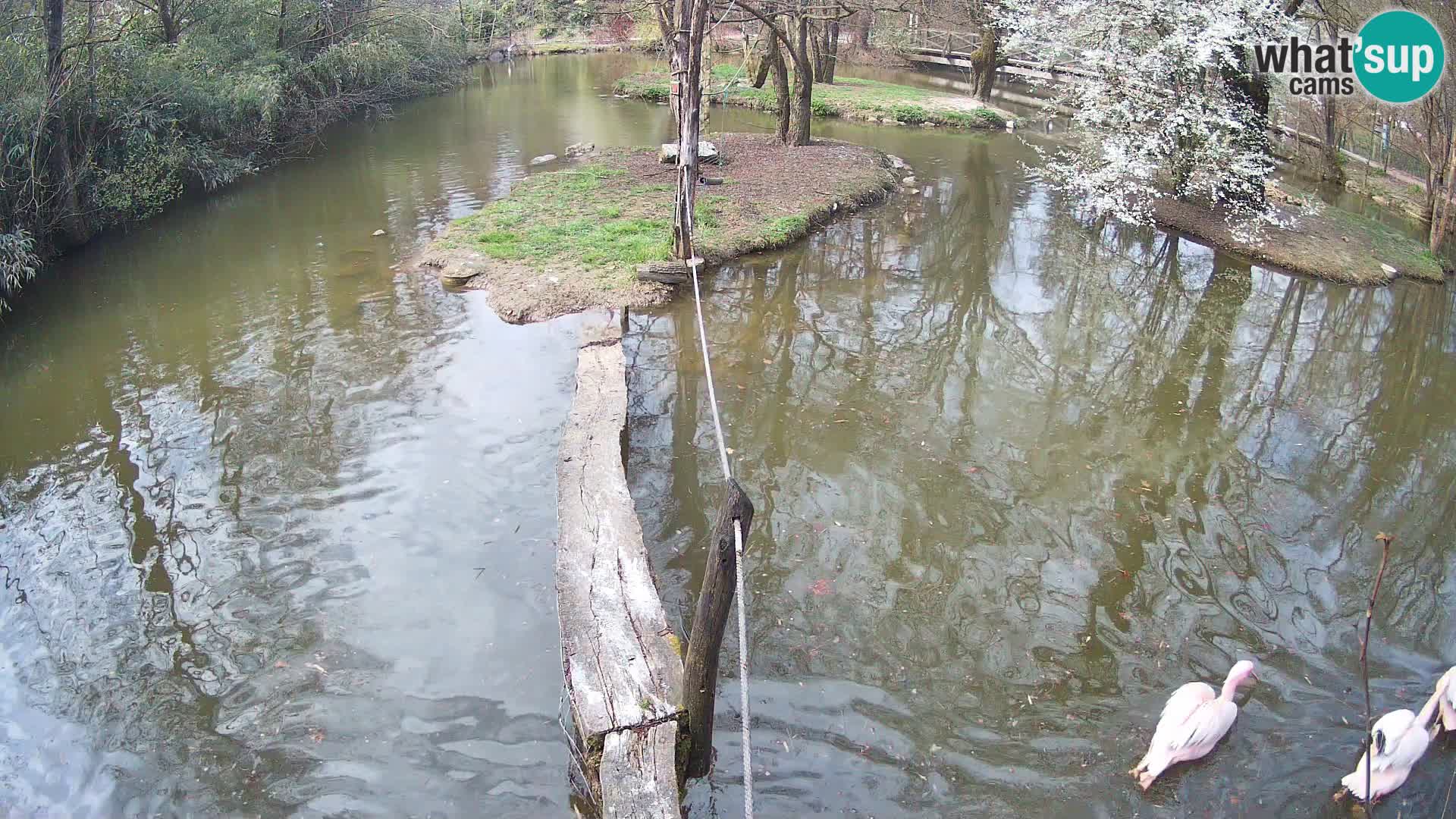 Vari bianconero Zoo Ljubljana webcam