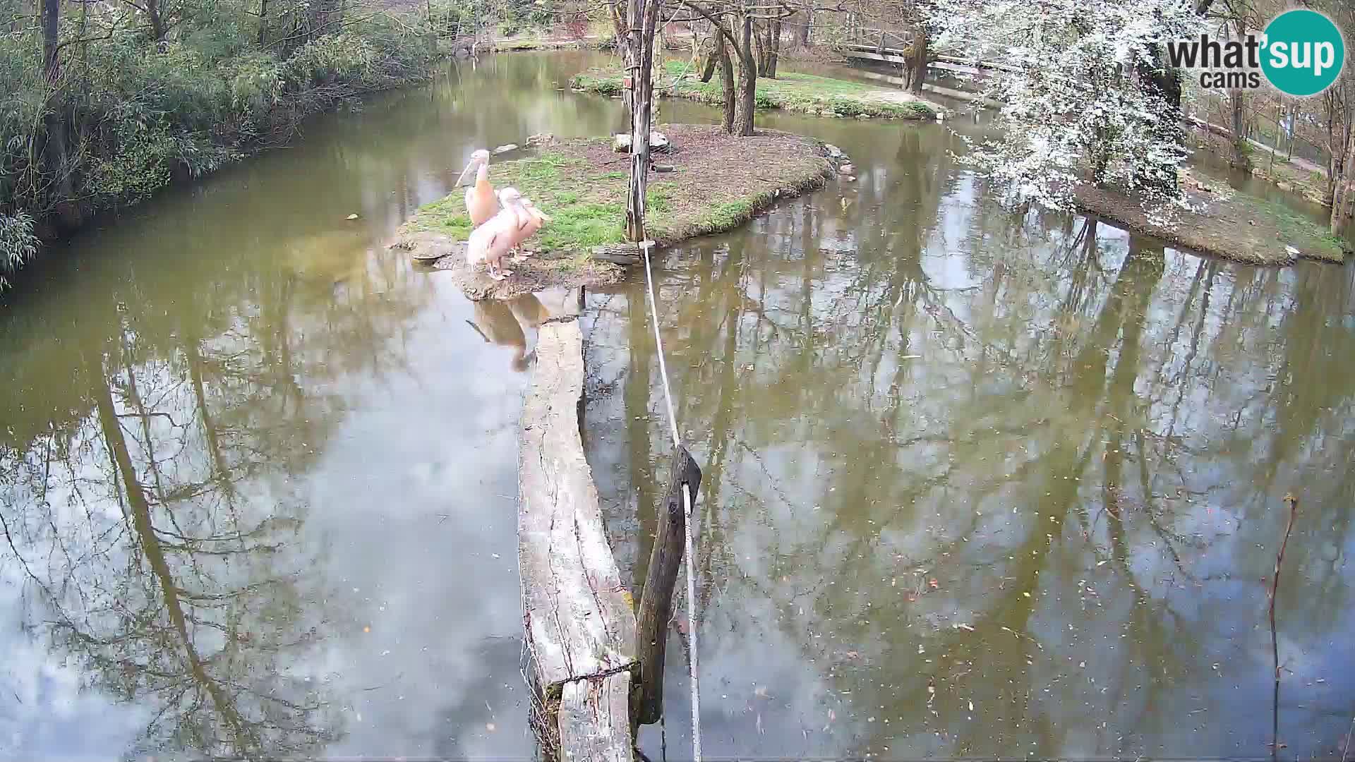 Vari bianconero Zoo Ljubljana webcam