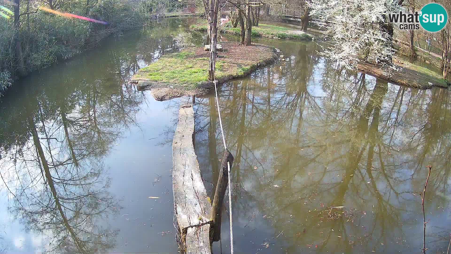 Vari bianconero Zoo Ljubljana webcam