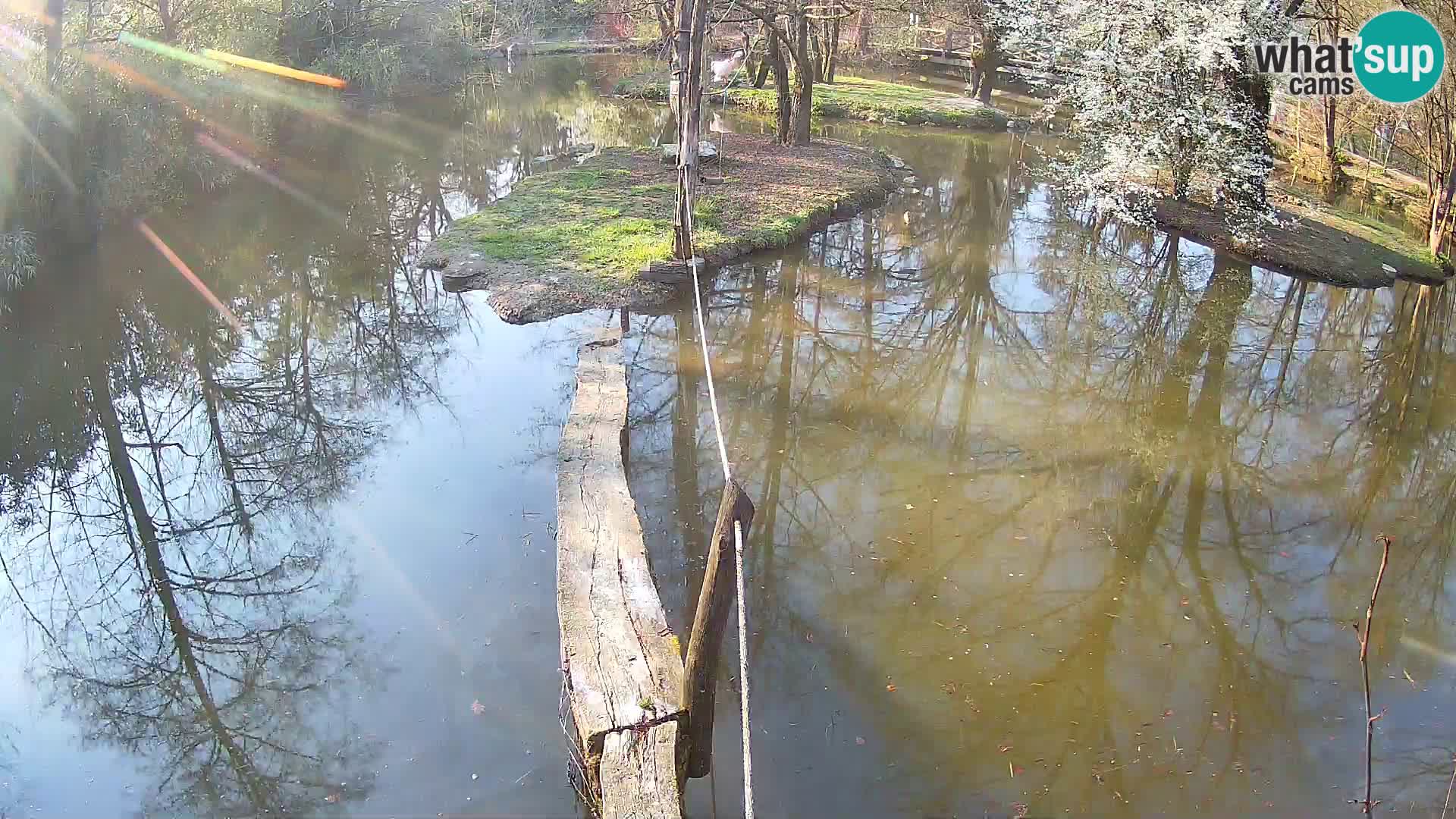 Schwarzweiße Vari Zoo Ljubljana webcam