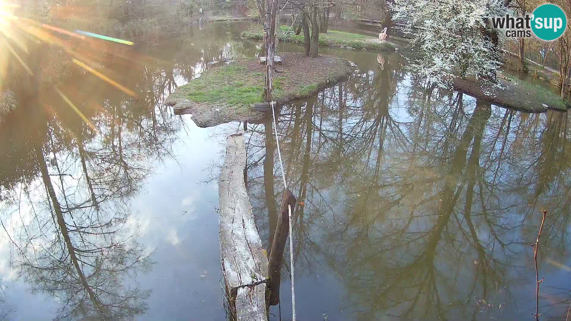 Black and white ruffed lemur Ljubljana Zoo live cam