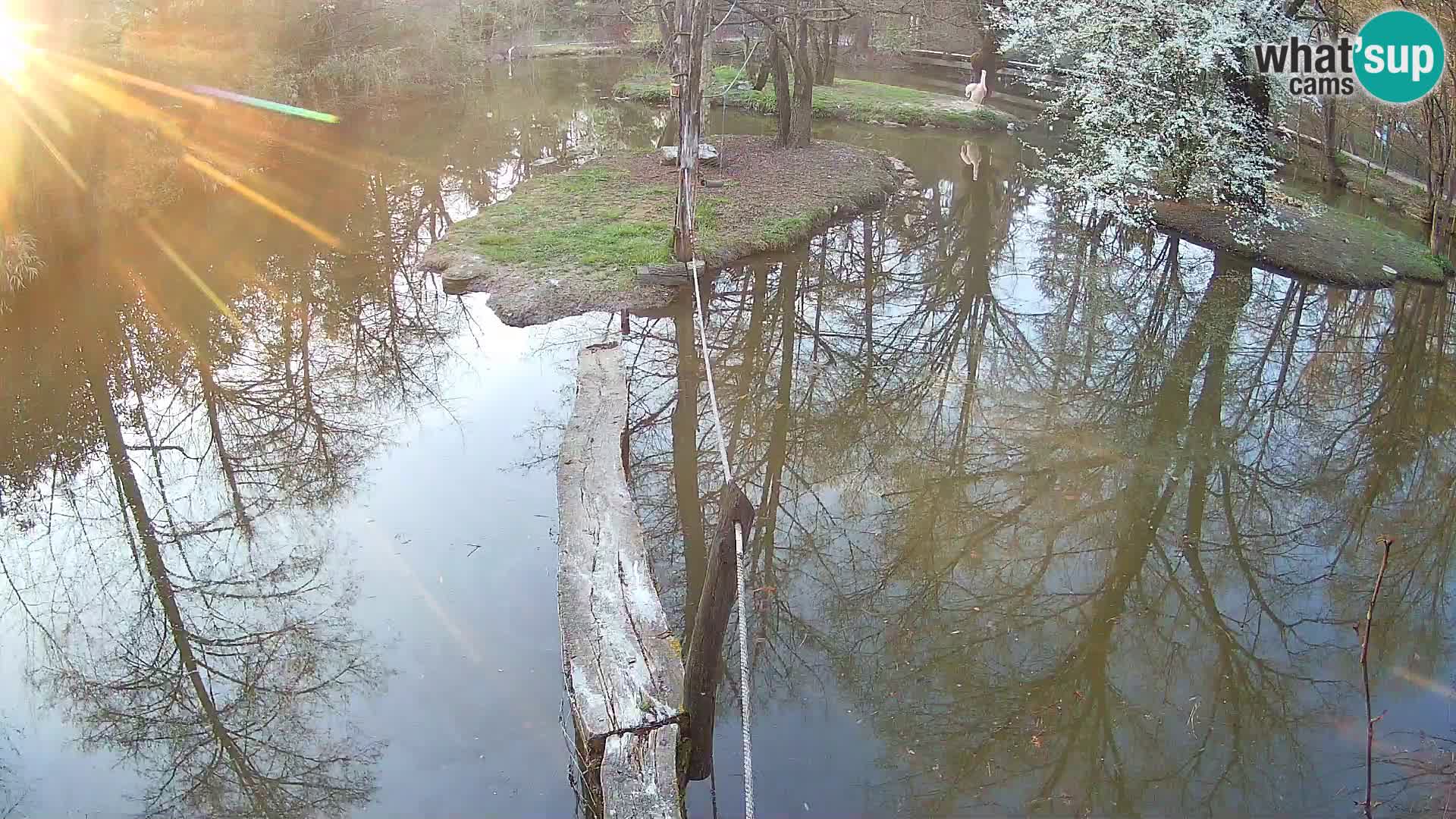 Vari bianconero Zoo Ljubljana webcam