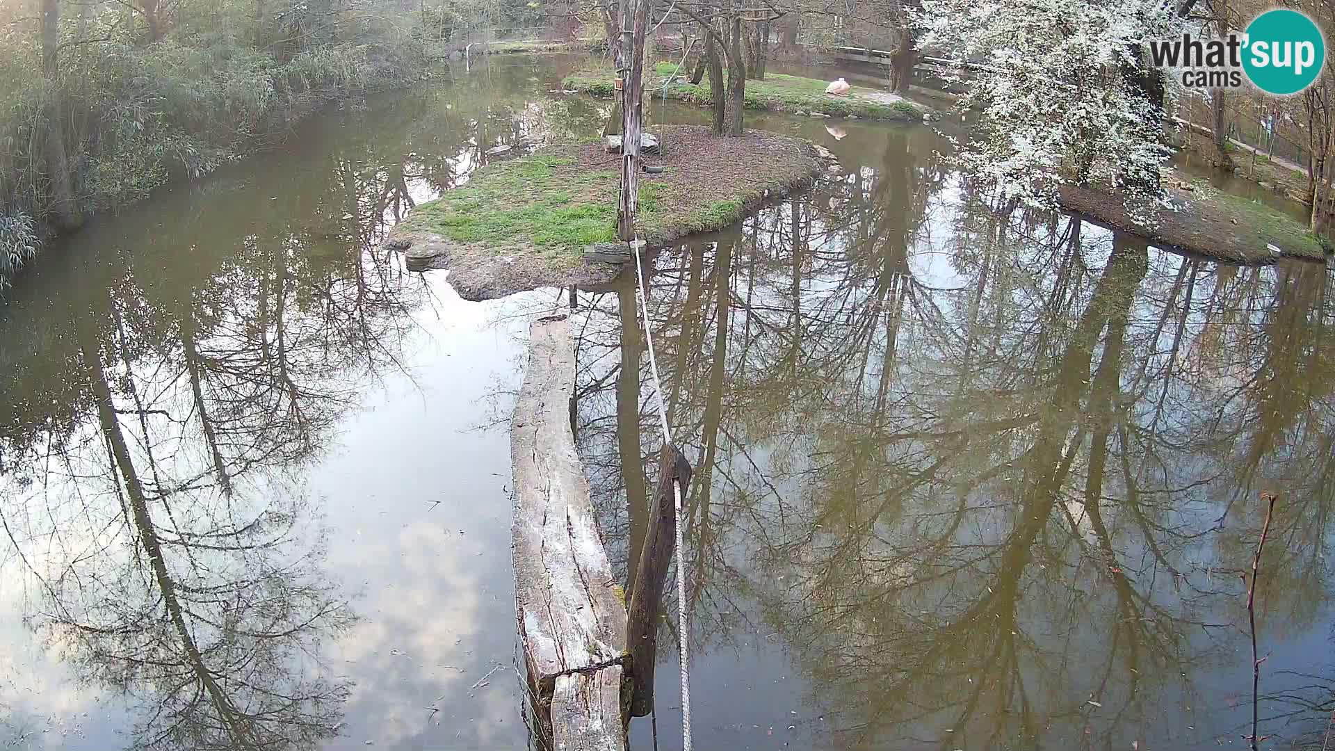 Schwarzweiße Vari Zoo Ljubljana webcam