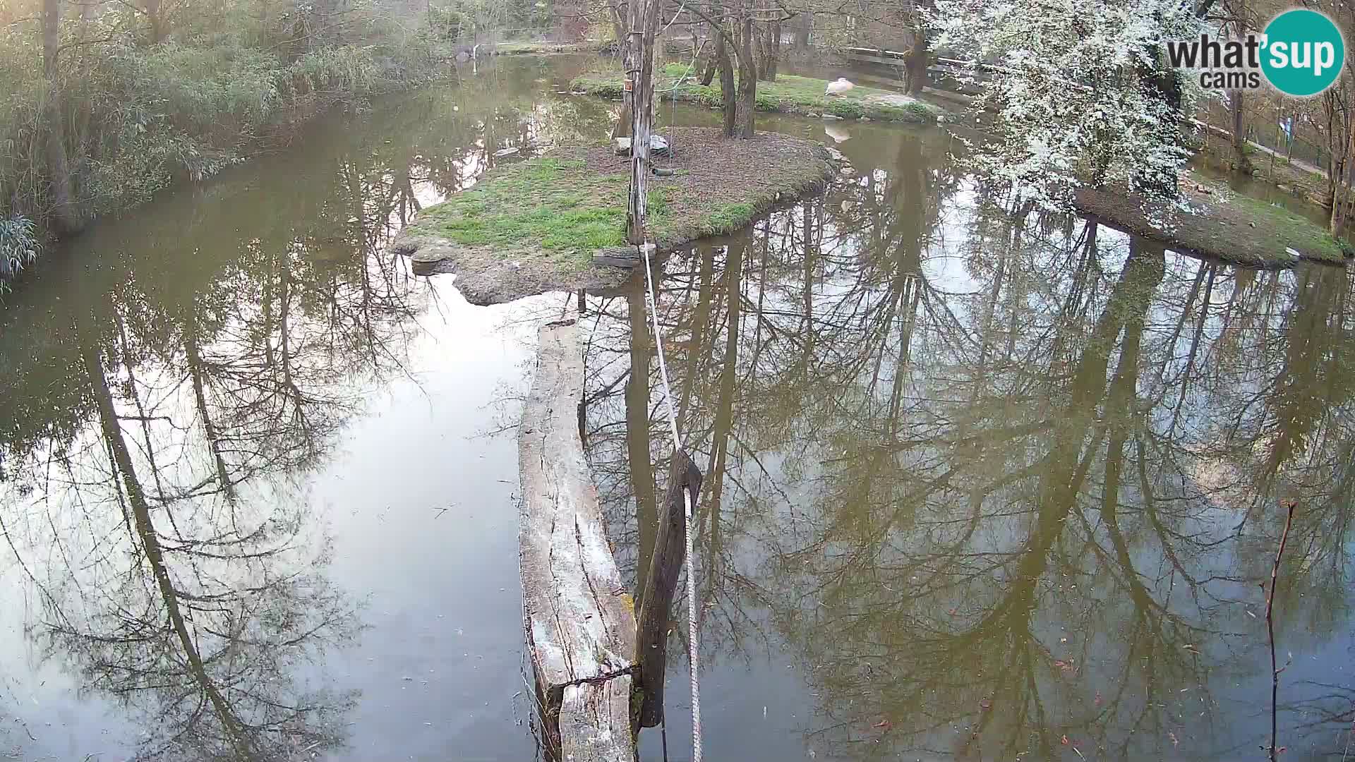 Vari bianconero Zoo Ljubljana webcam