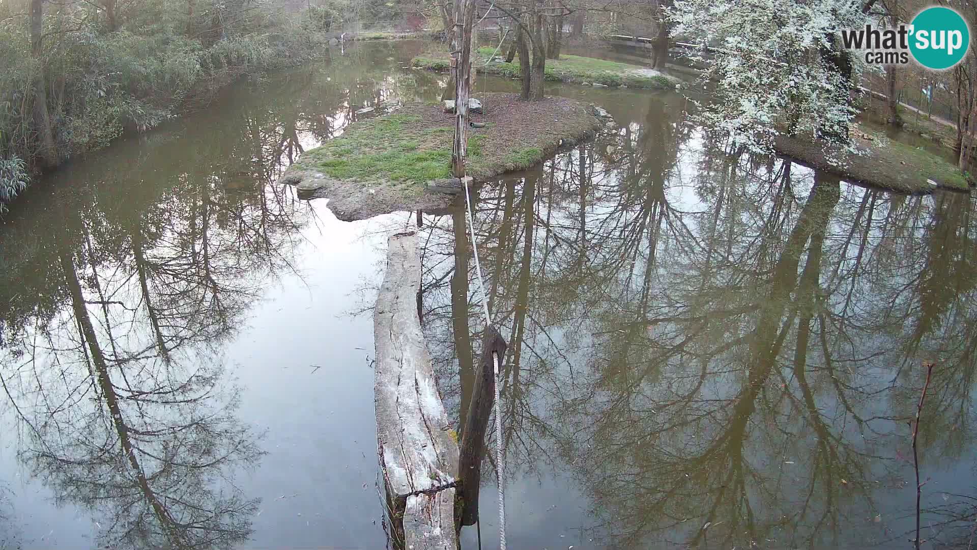 Vari bianconero Zoo Ljubljana webcam