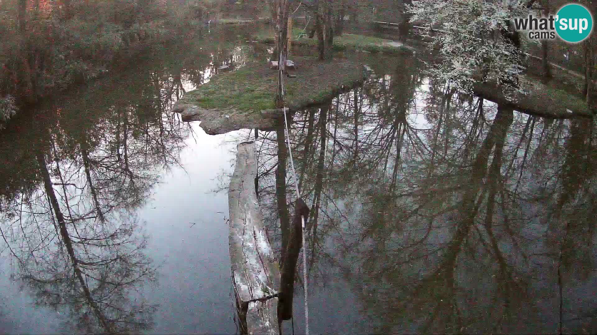 Vari bianconero Zoo Ljubljana webcam