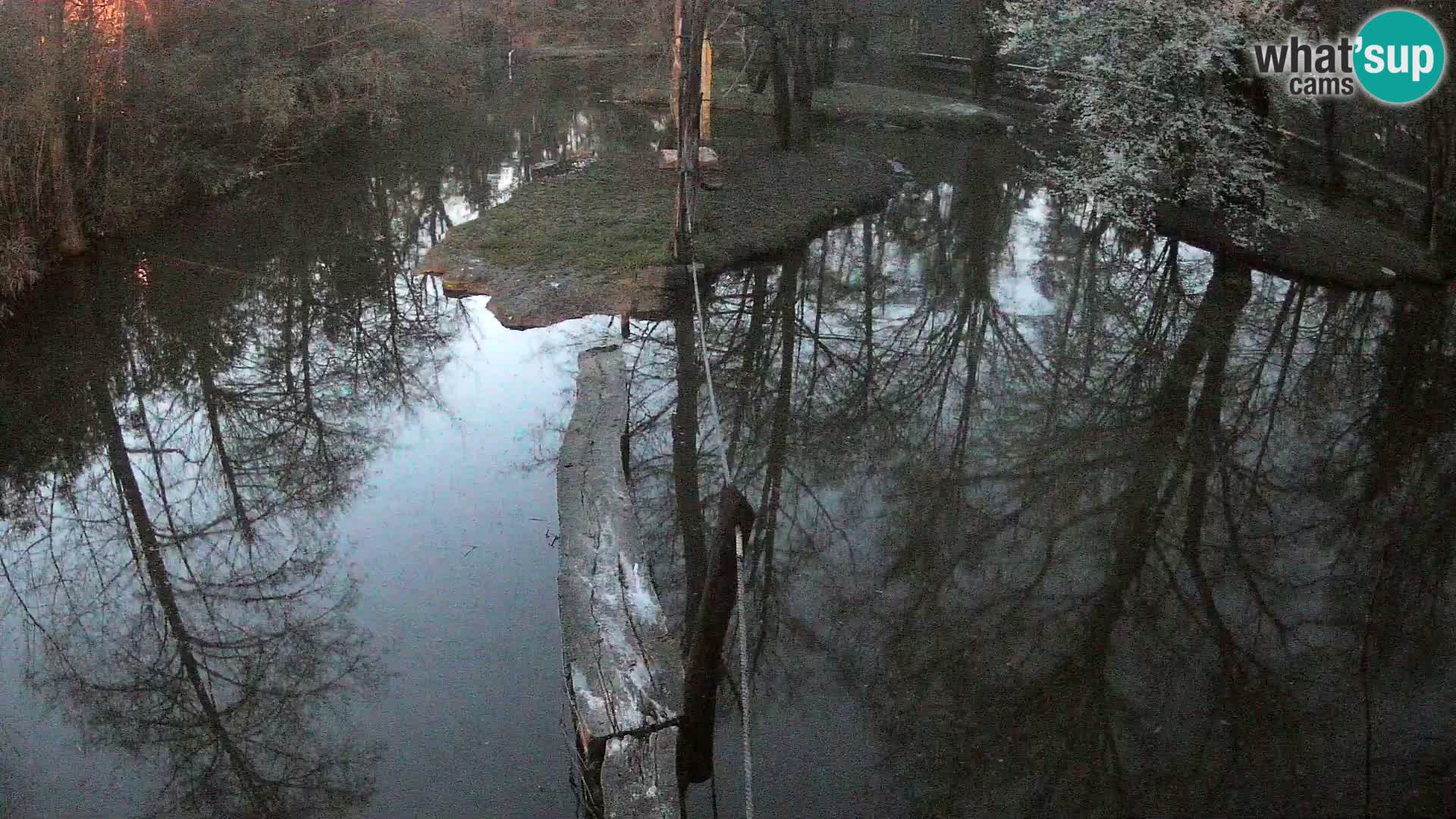 Lémur rufo blanco y negro – Ljubljana Zoo en vivo