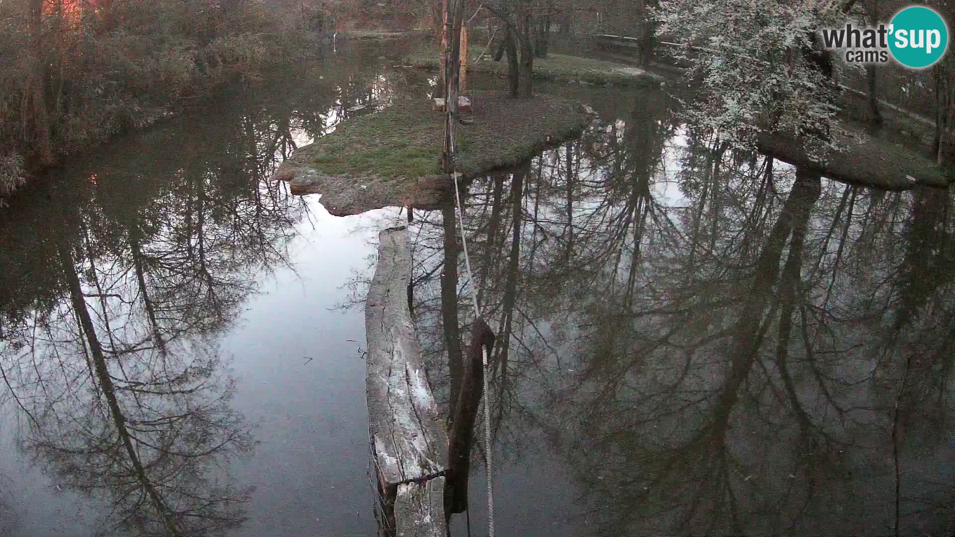 Vari noir et blanc – Ljubljana ZOO  livecam