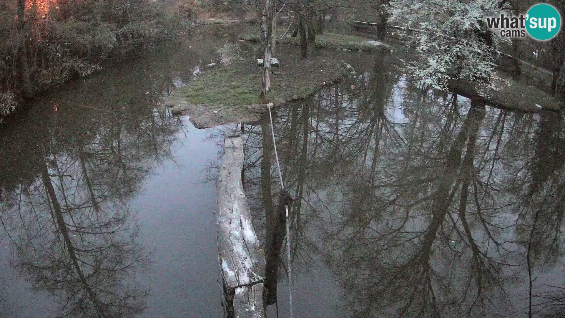 Lémur rufo blanco y negro – Ljubljana Zoo en vivo