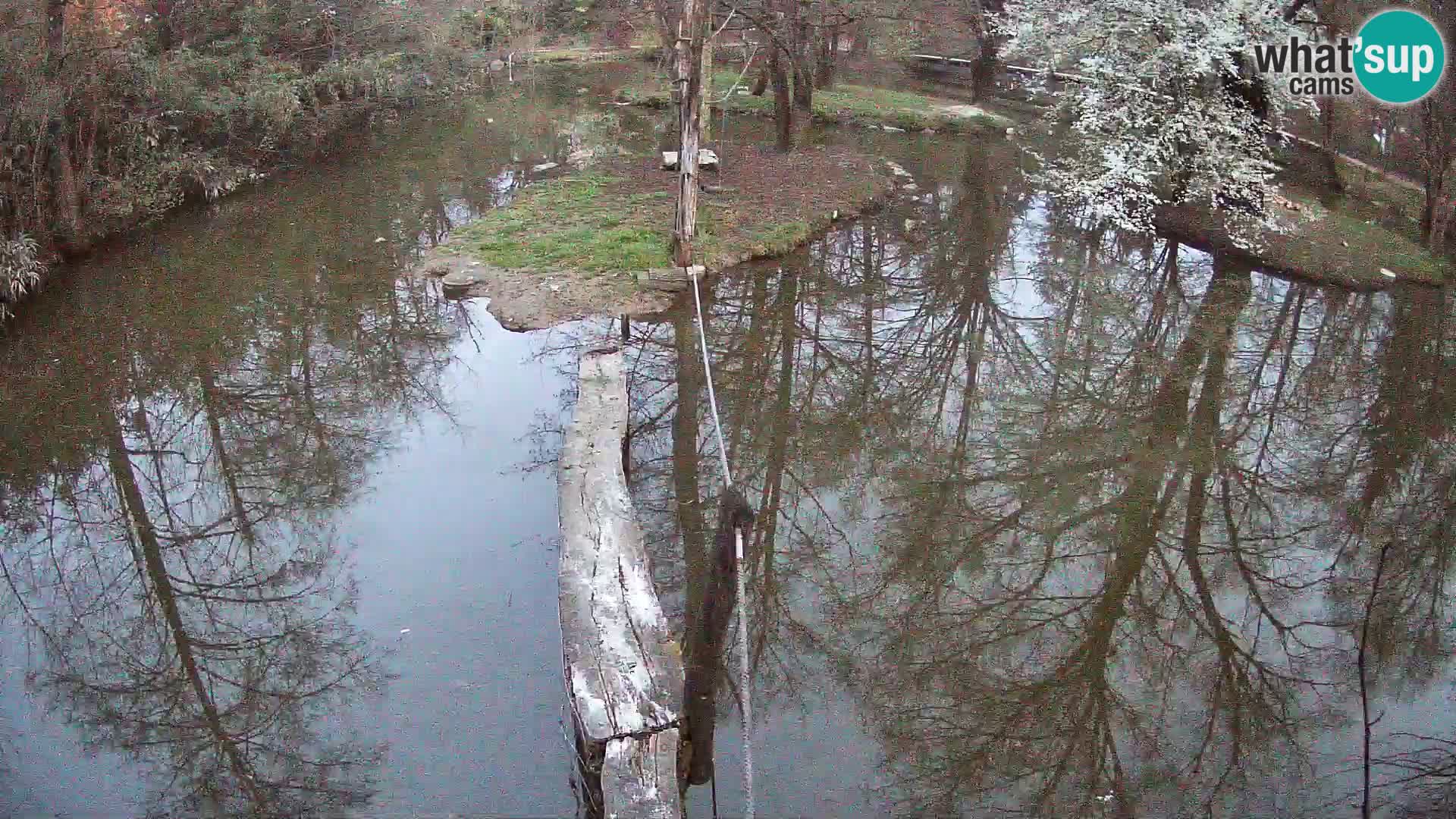 Vari bianconero Zoo Ljubljana webcam