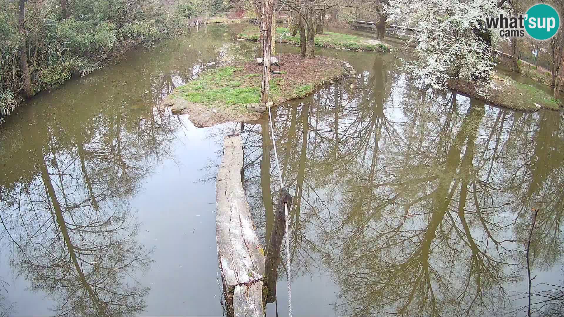 Black and white ruffed lemur Ljubljana Zoo live cam