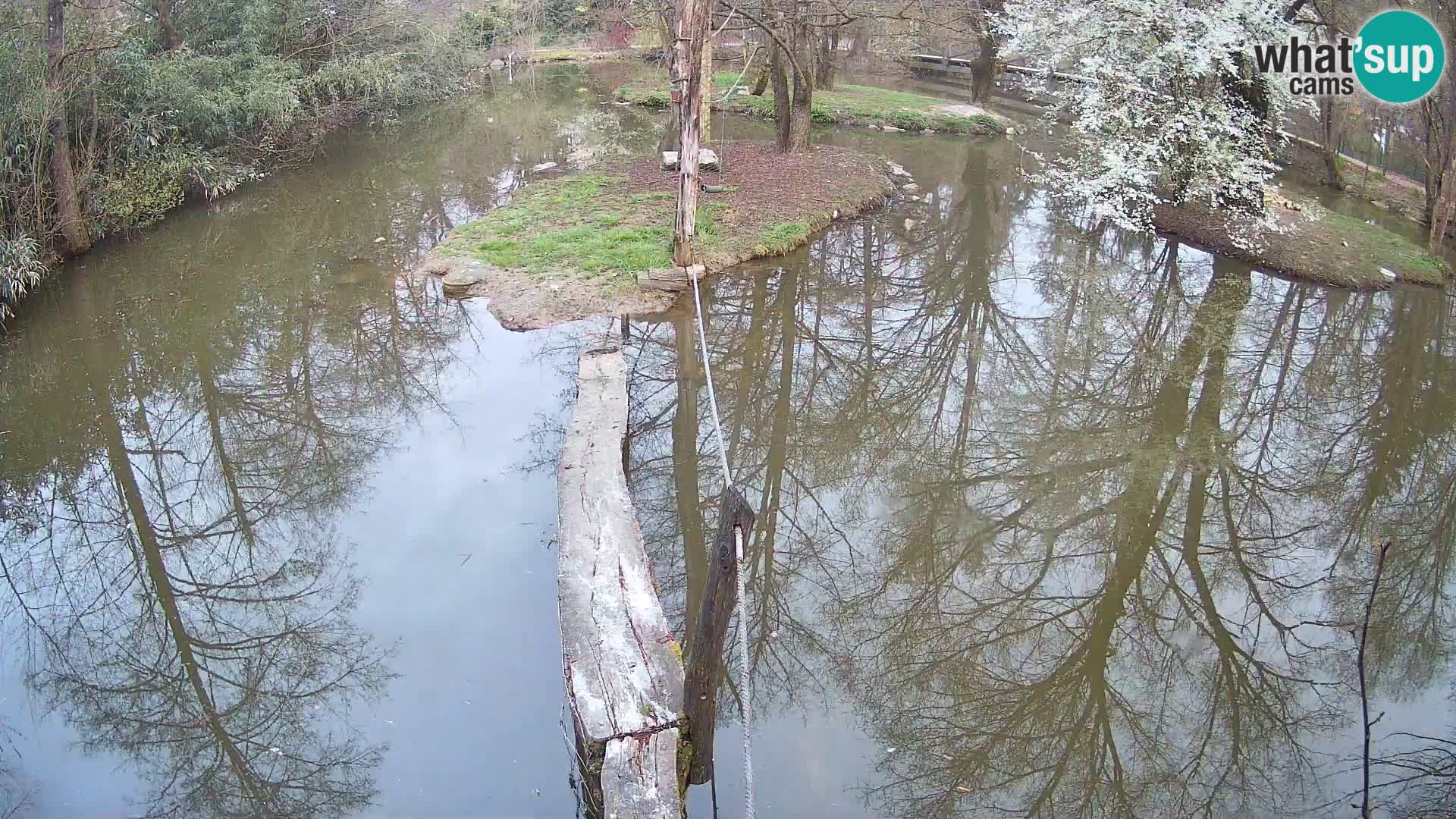 Schwarzweiße Vari Zoo Ljubljana webcam