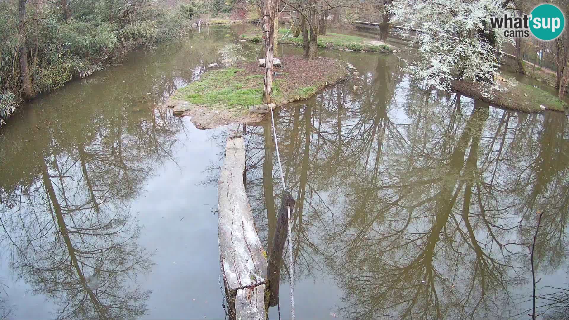 Vari noir et blanc – Ljubljana ZOO  livecam