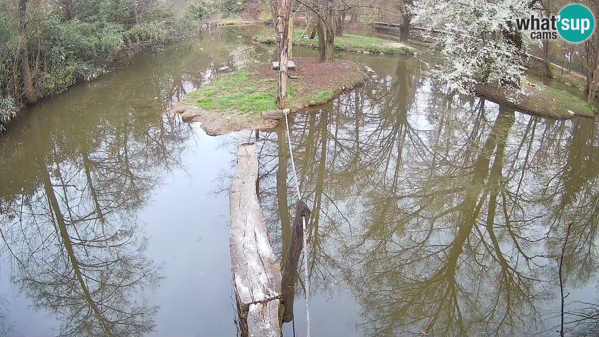 Schwarzweiße Vari Zoo Ljubljana webcam