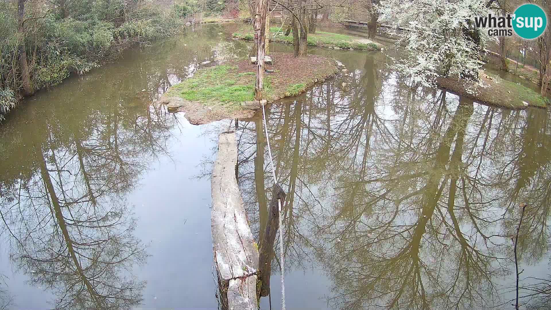 Vari bianconero Zoo Ljubljana webcam