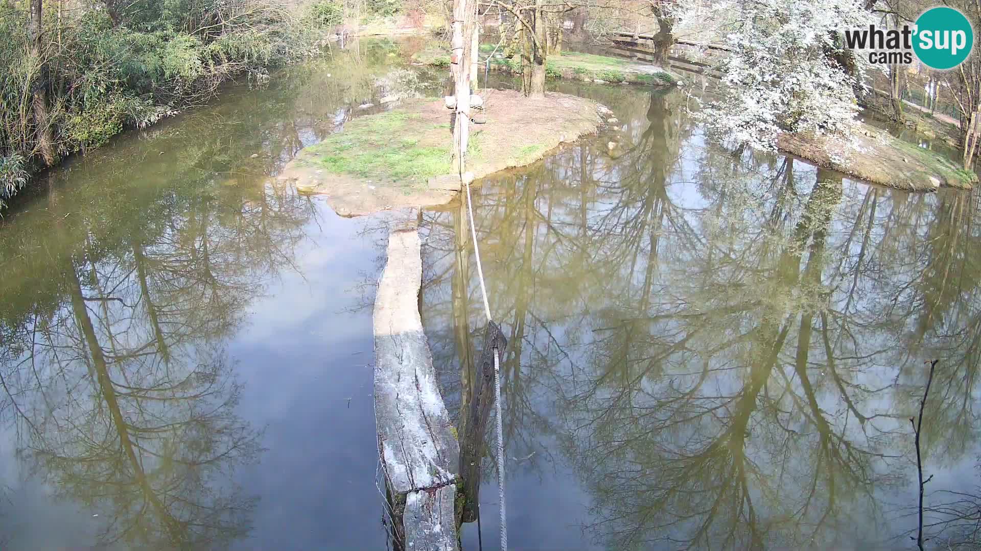 Black and white ruffed lemur Ljubljana Zoo live cam
