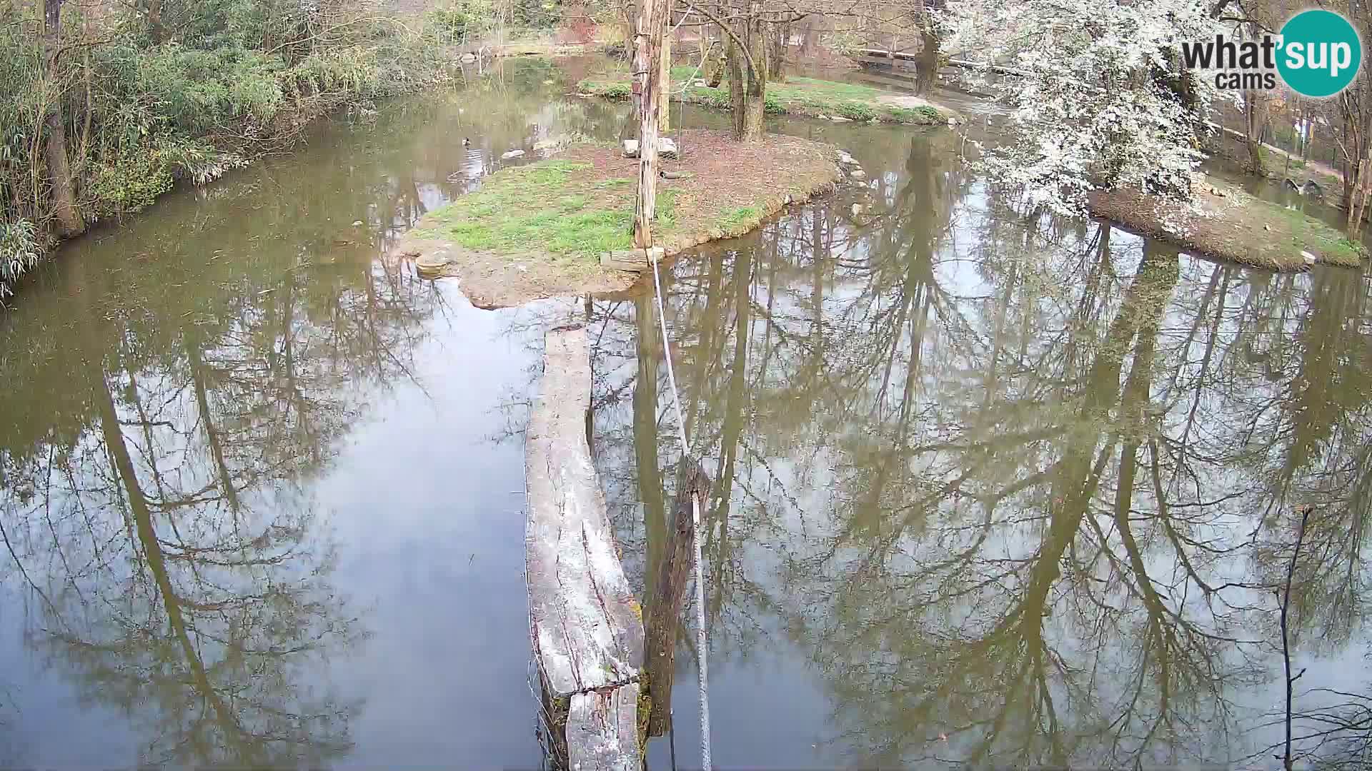 Black and white ruffed lemur Ljubljana Zoo live cam