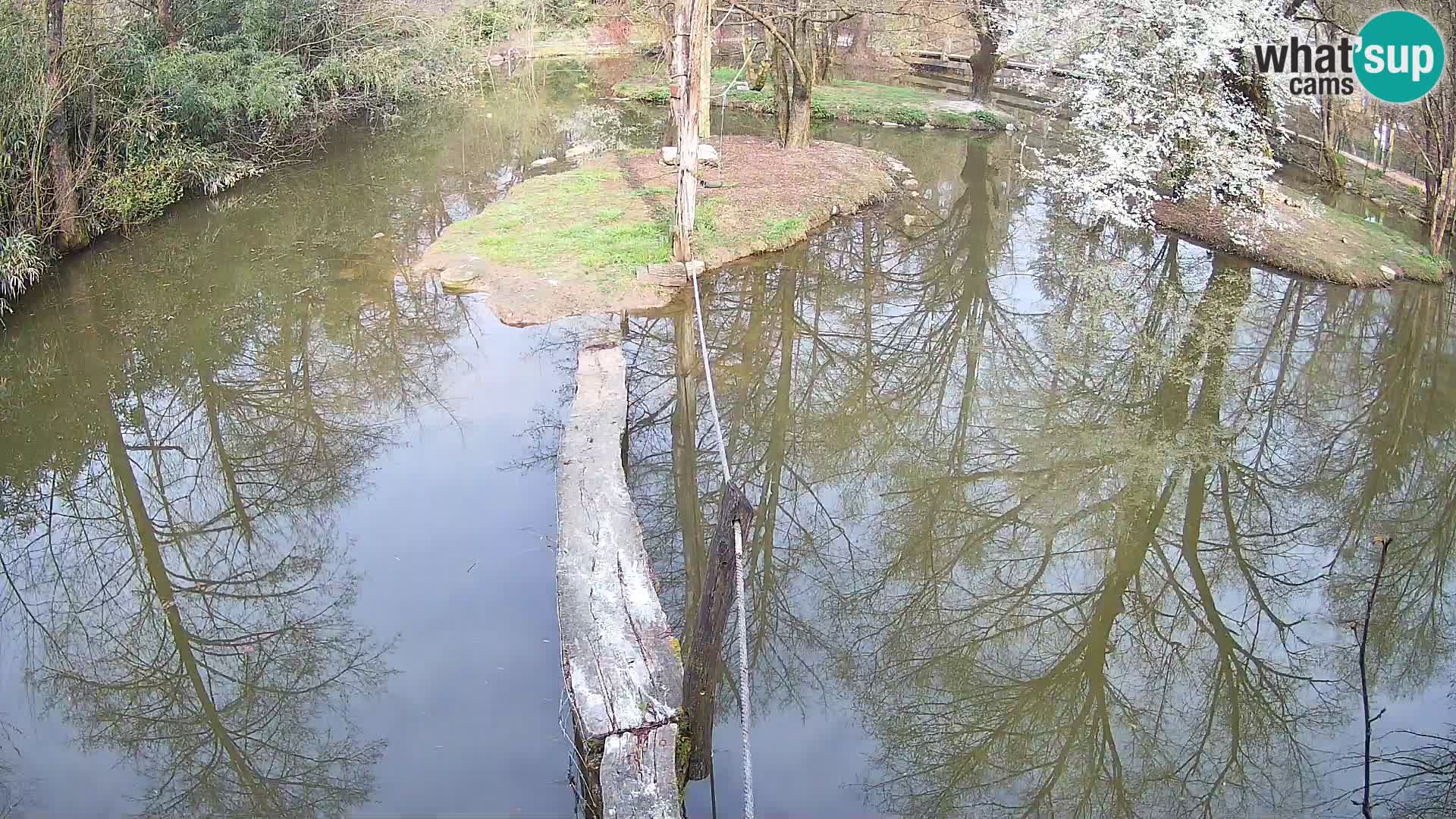 Vari bianconero Zoo Ljubljana webcam