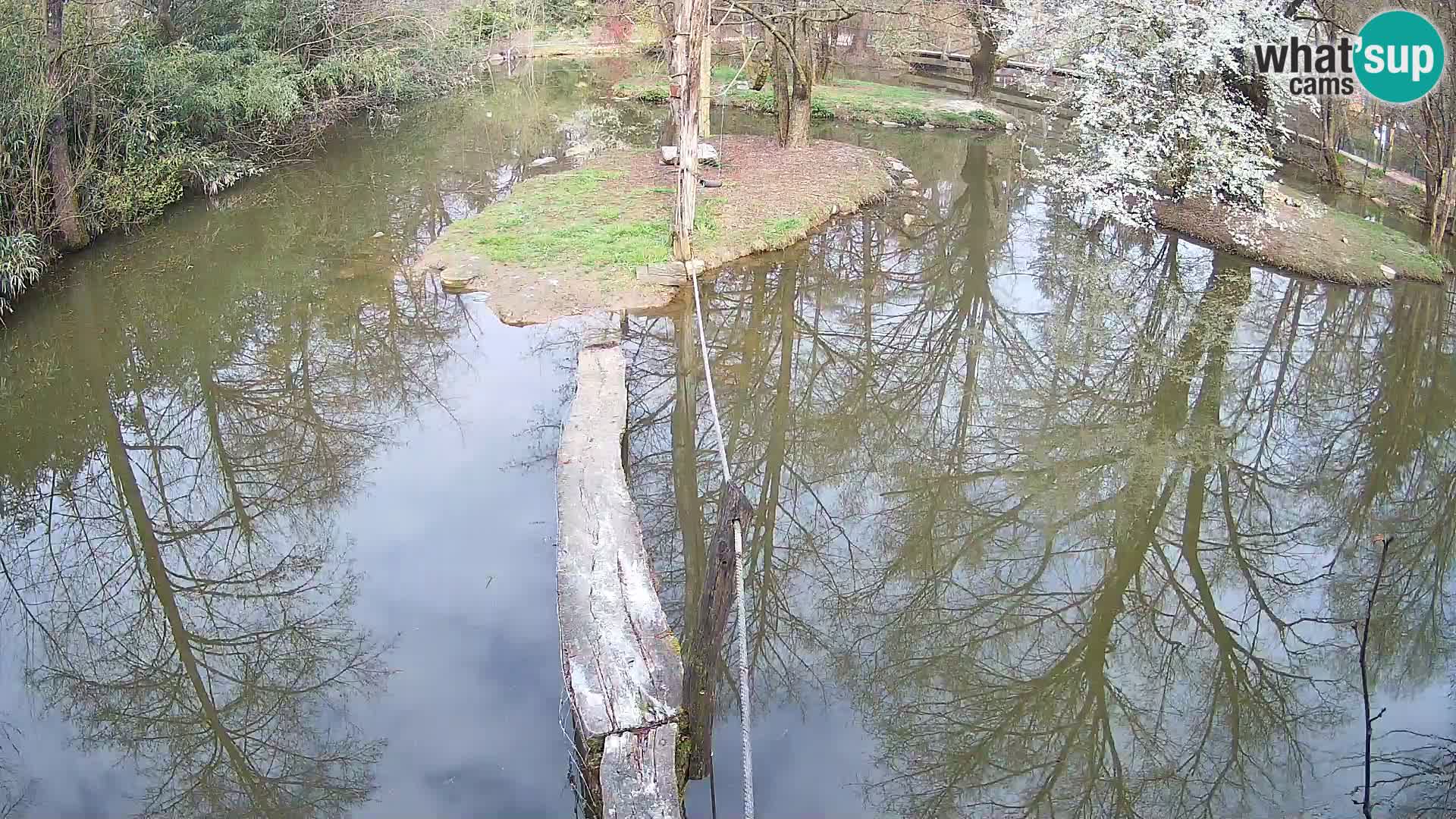 Lémur rufo blanco y negro – Ljubljana Zoo en vivo