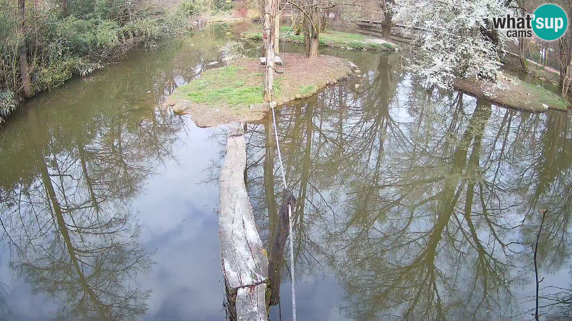 Vari noir et blanc – Ljubljana ZOO  livecam