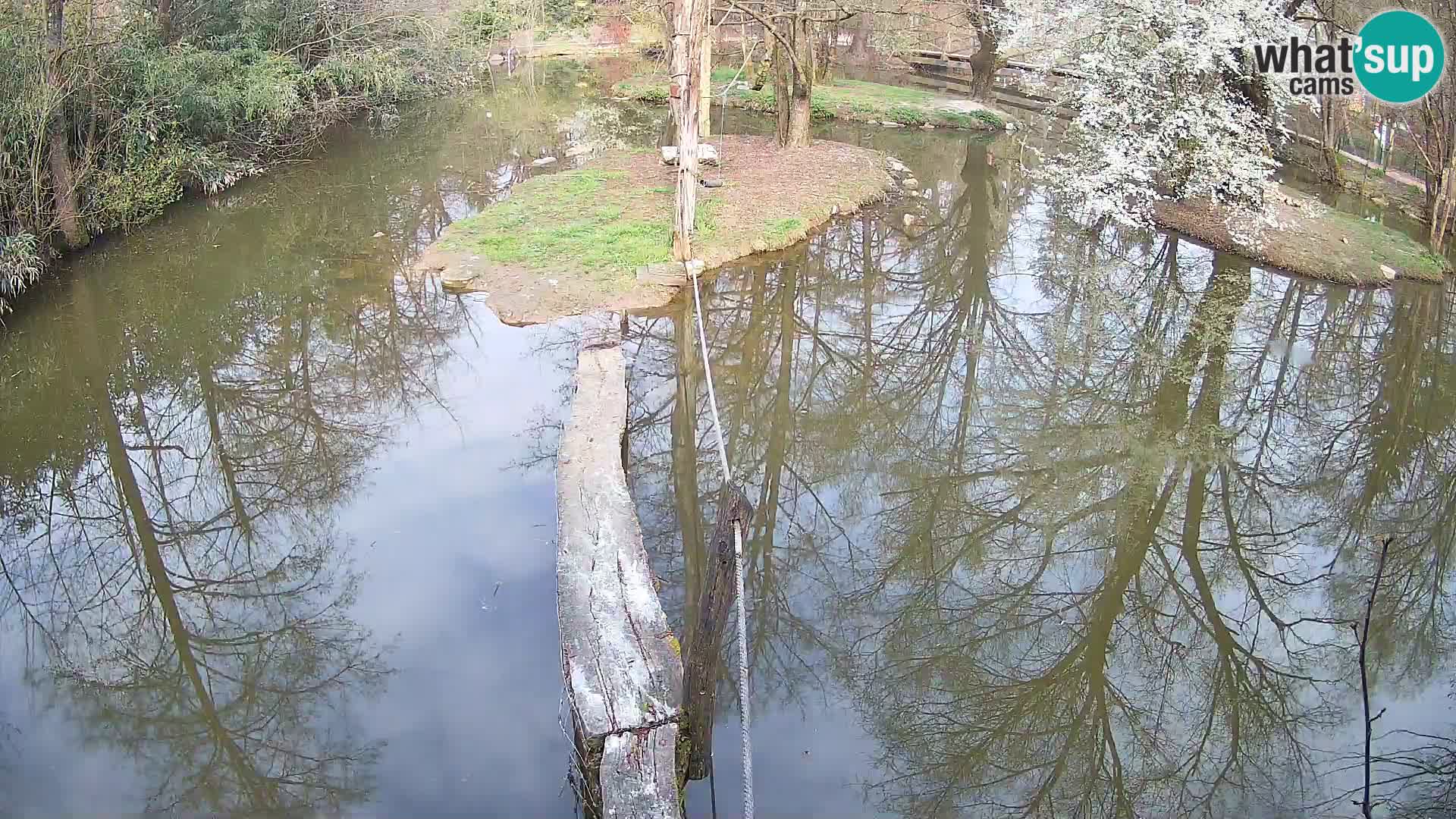 Schwarzweiße Vari Zoo Ljubljana webcam