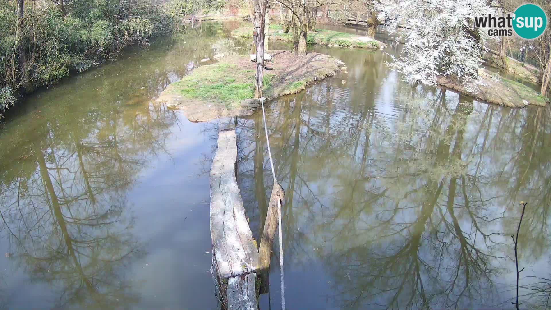 Navadni vari u živo – Ljubljana zoo