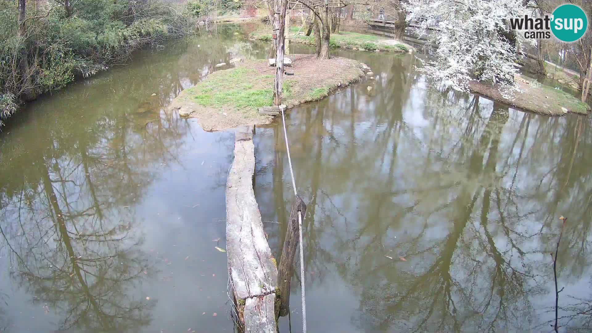 Black and white ruffed lemur Ljubljana Zoo live cam