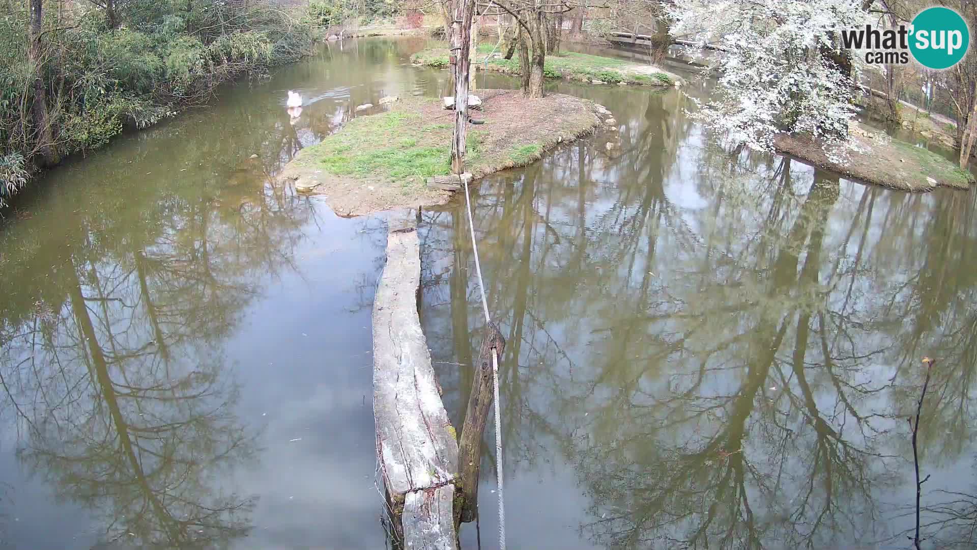 Vari noir et blanc – Ljubljana ZOO livecam