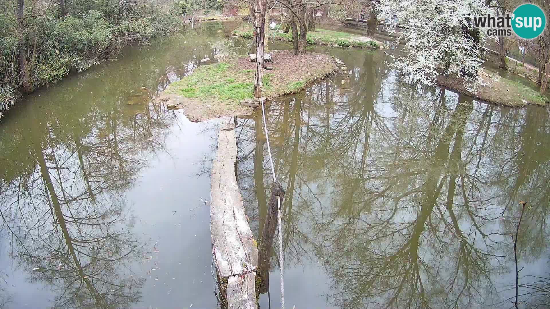 Vari bianconero Zoo Ljubljana webcam