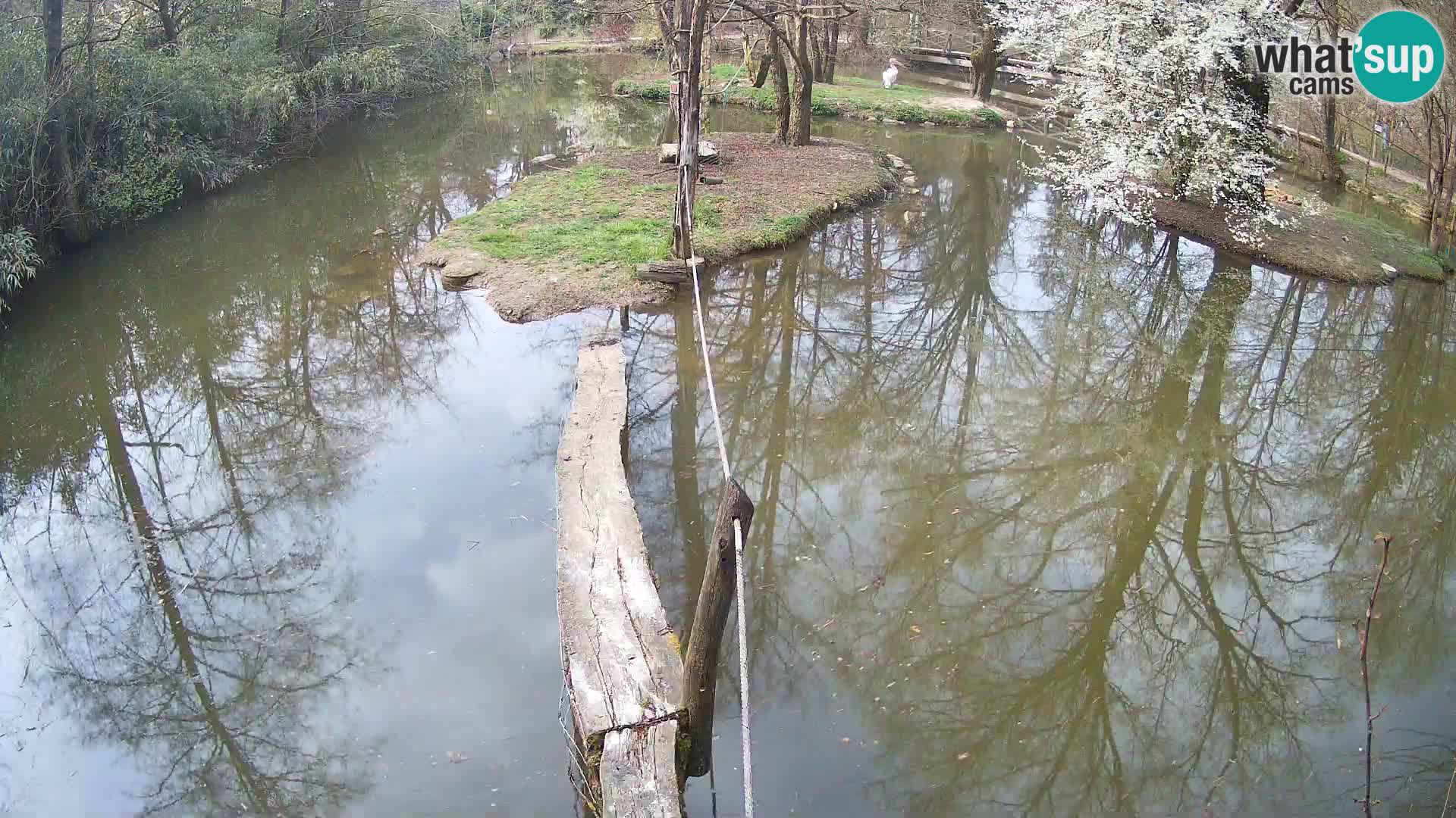 Black and white ruffed lemur Ljubljana Zoo live cam