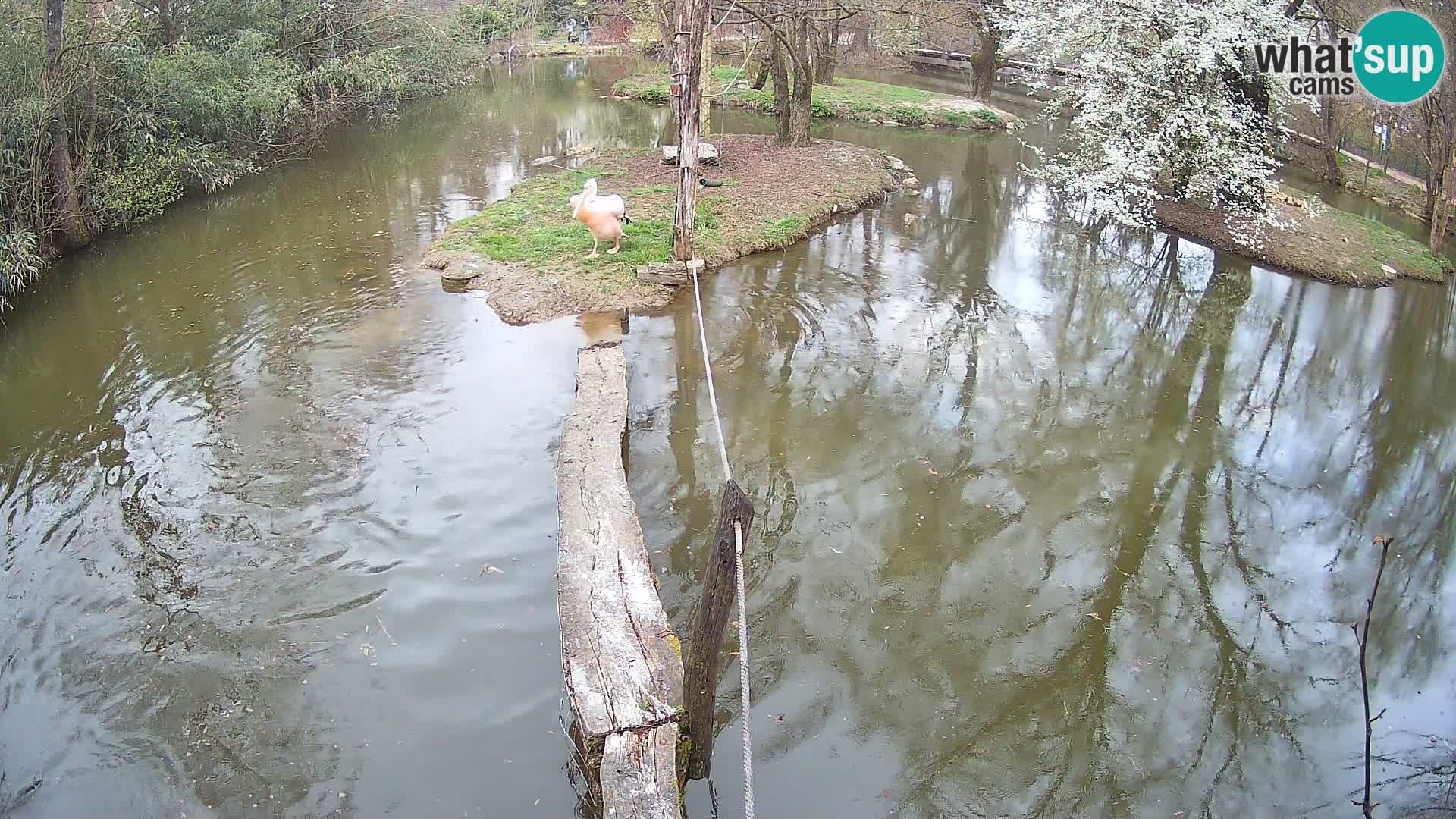 Vari bianconero Zoo Ljubljana webcam