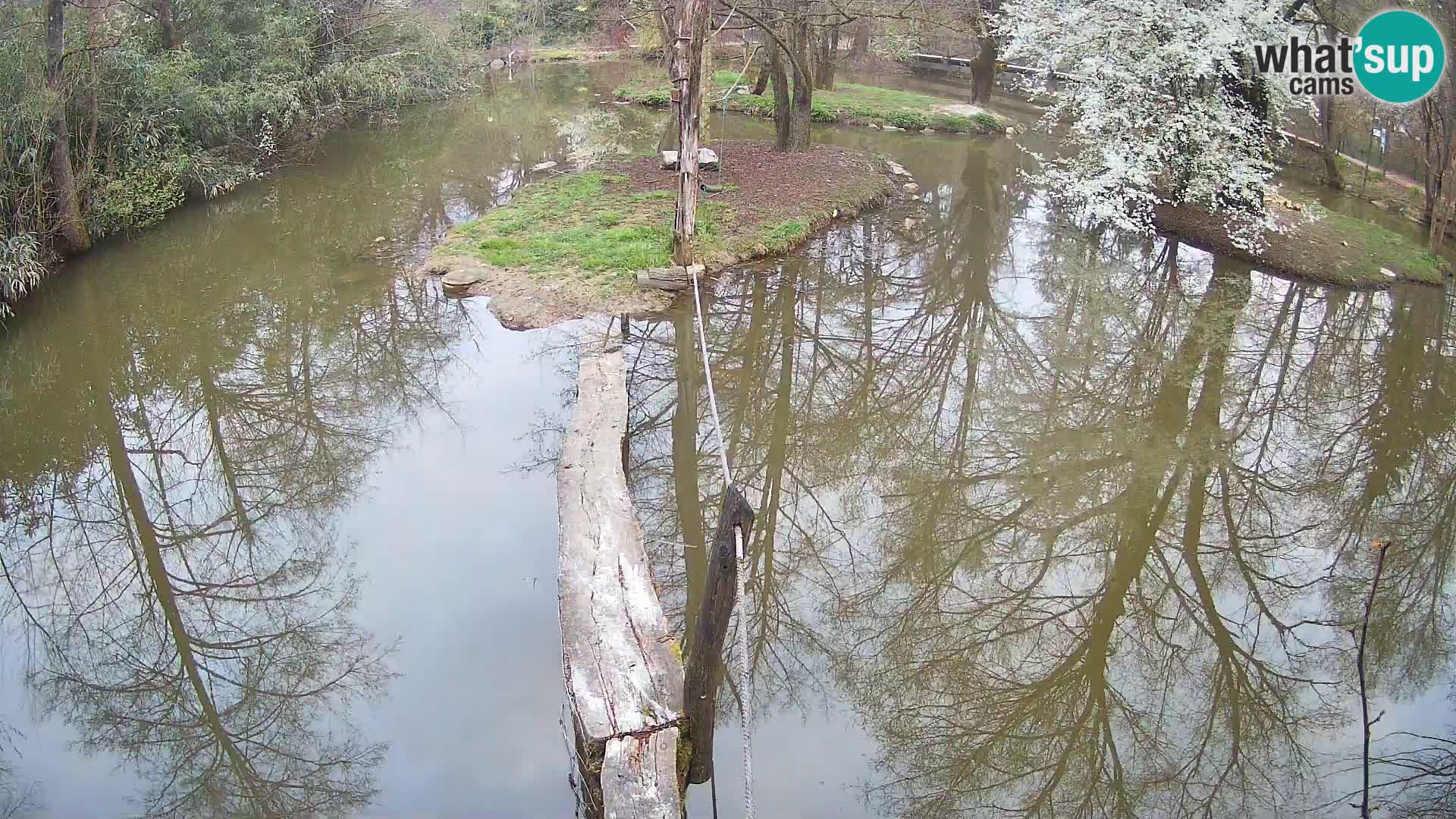 Navadni vari v živo – Ljubljana živalski vrt