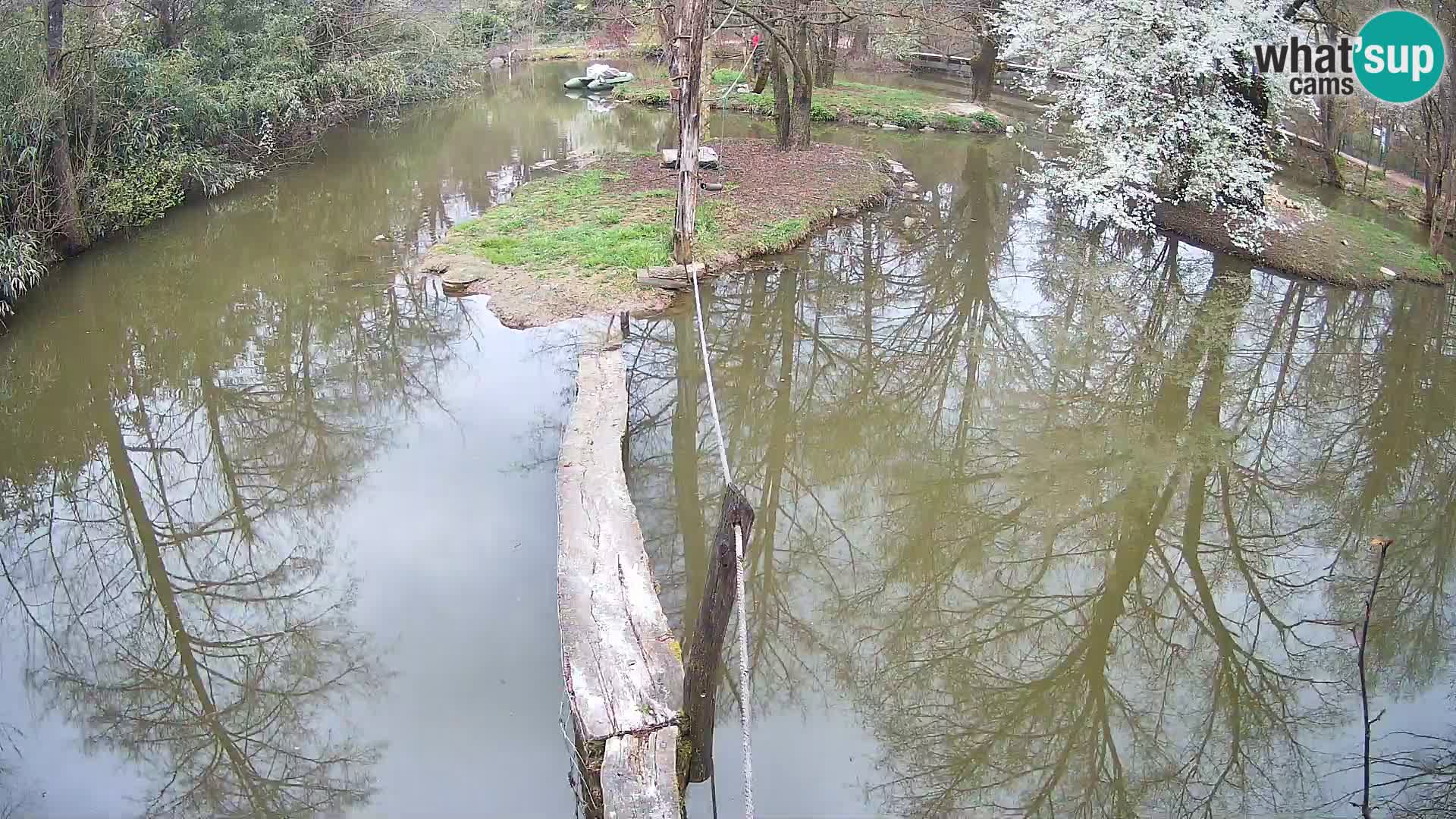 Navadni vari v živo – Ljubljana živalski vrt