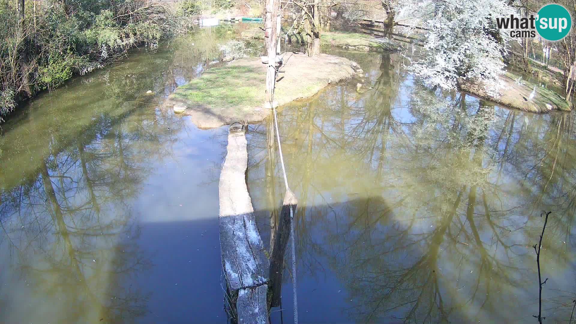 Black and white ruffed lemur Ljubljana Zoo live cam