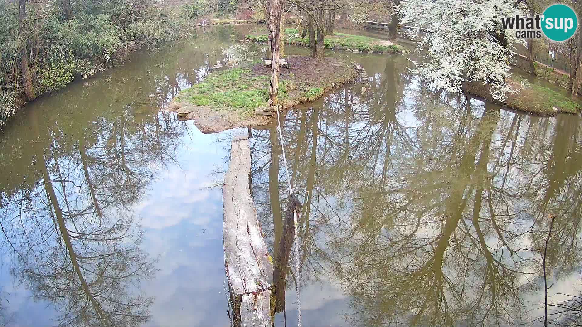 Schwarzweiße Vari Zoo Ljubljana webcam