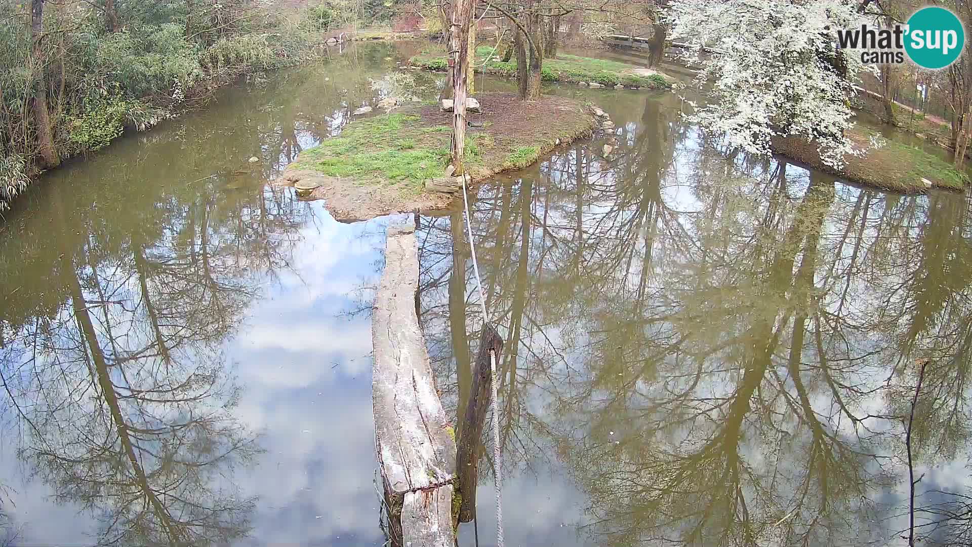 Black and white ruffed lemur Ljubljana Zoo live cam