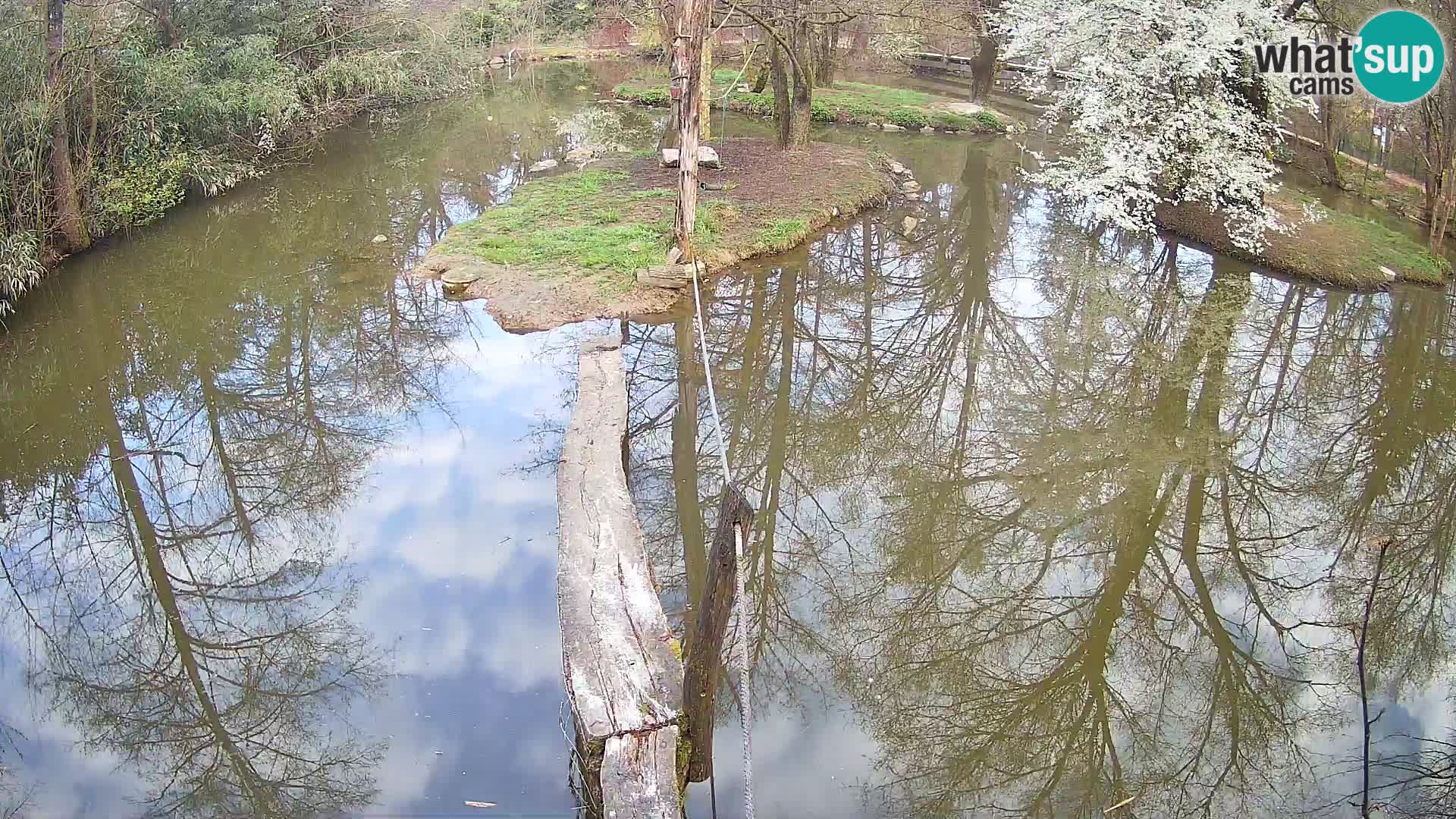 Black and white ruffed lemur Ljubljana Zoo live cam