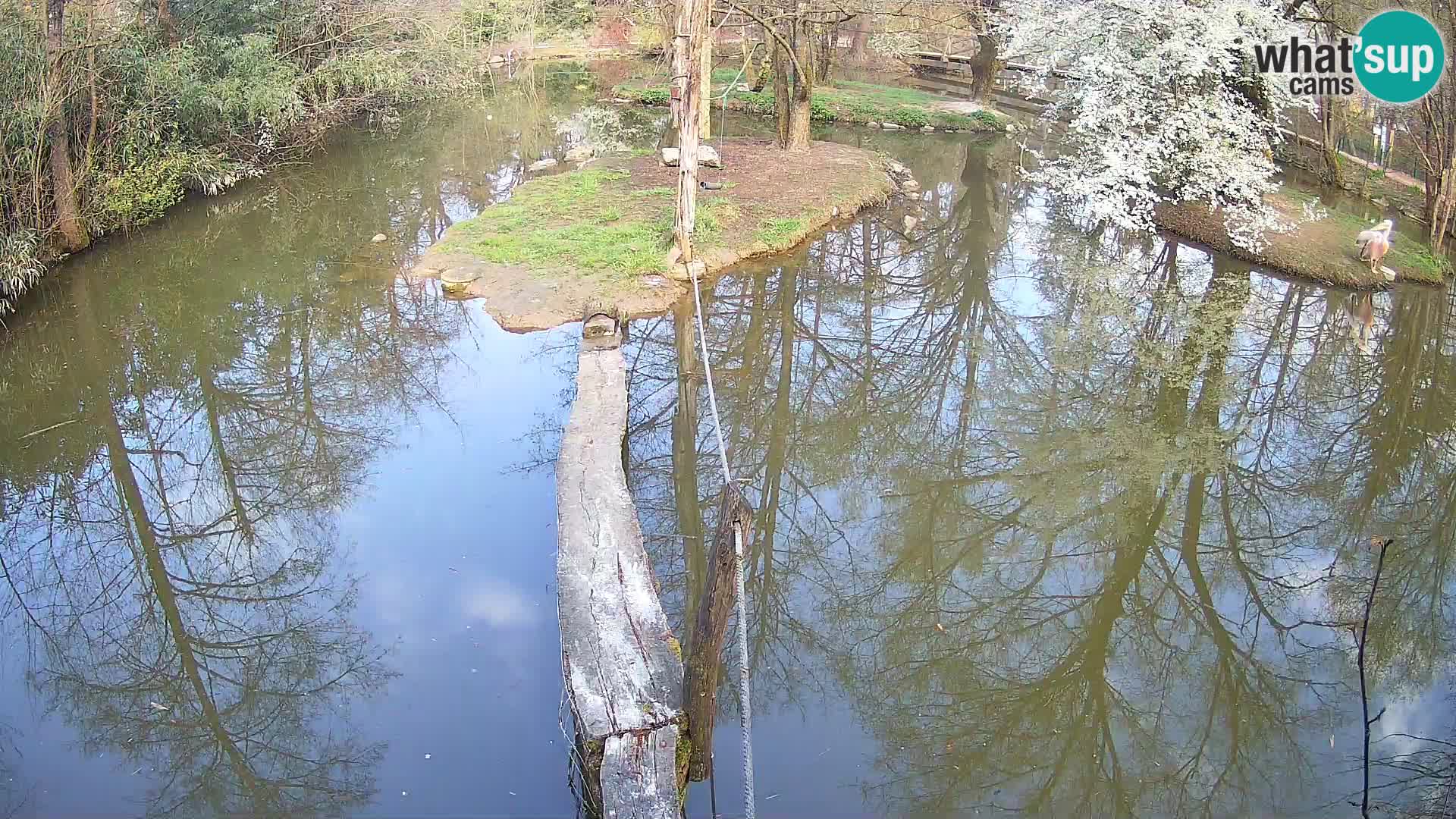 Schwarzweiße Vari Zoo Ljubljana webcam