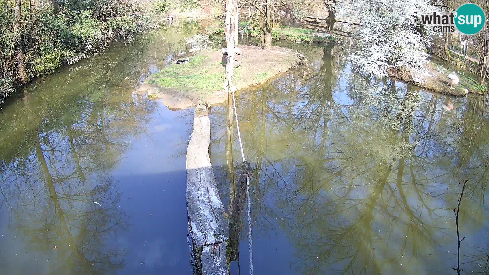 Vari bianconero Zoo Ljubljana webcam