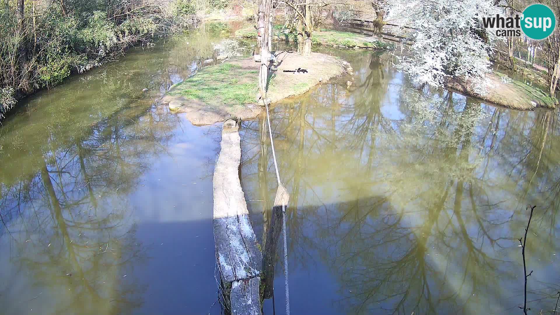 Navadni vari v živo – Ljubljana živalski vrt