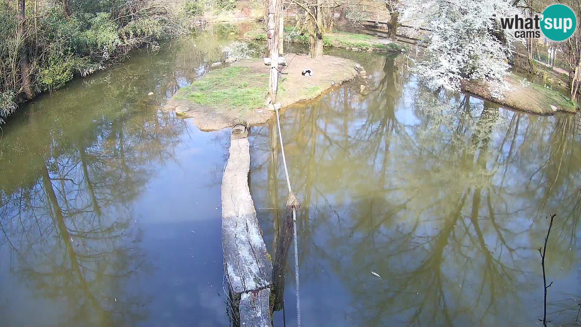 Vari noir et blanc – Ljubljana ZOO  livecam