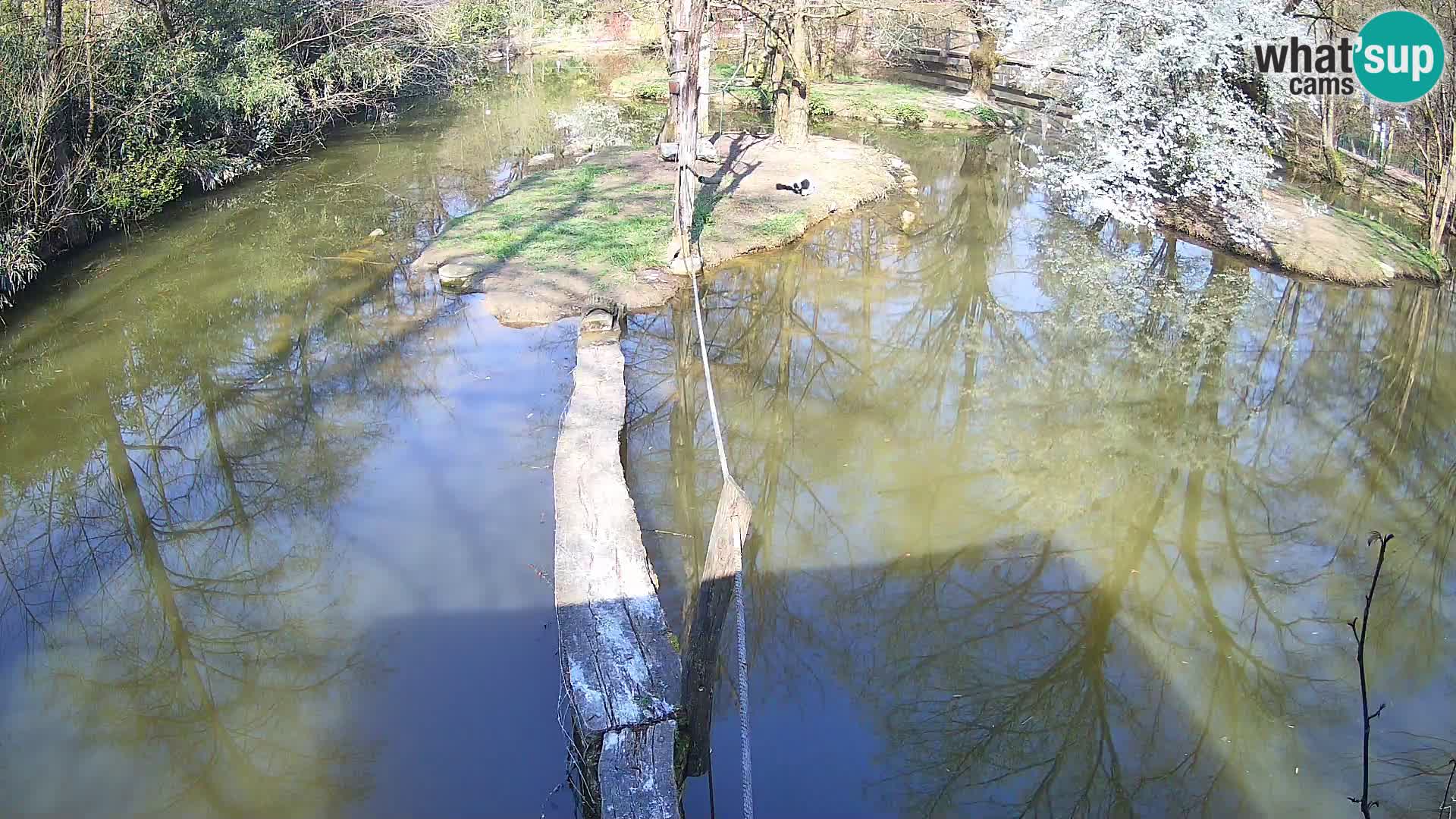 Vari noir et blanc – Ljubljana ZOO  livecam